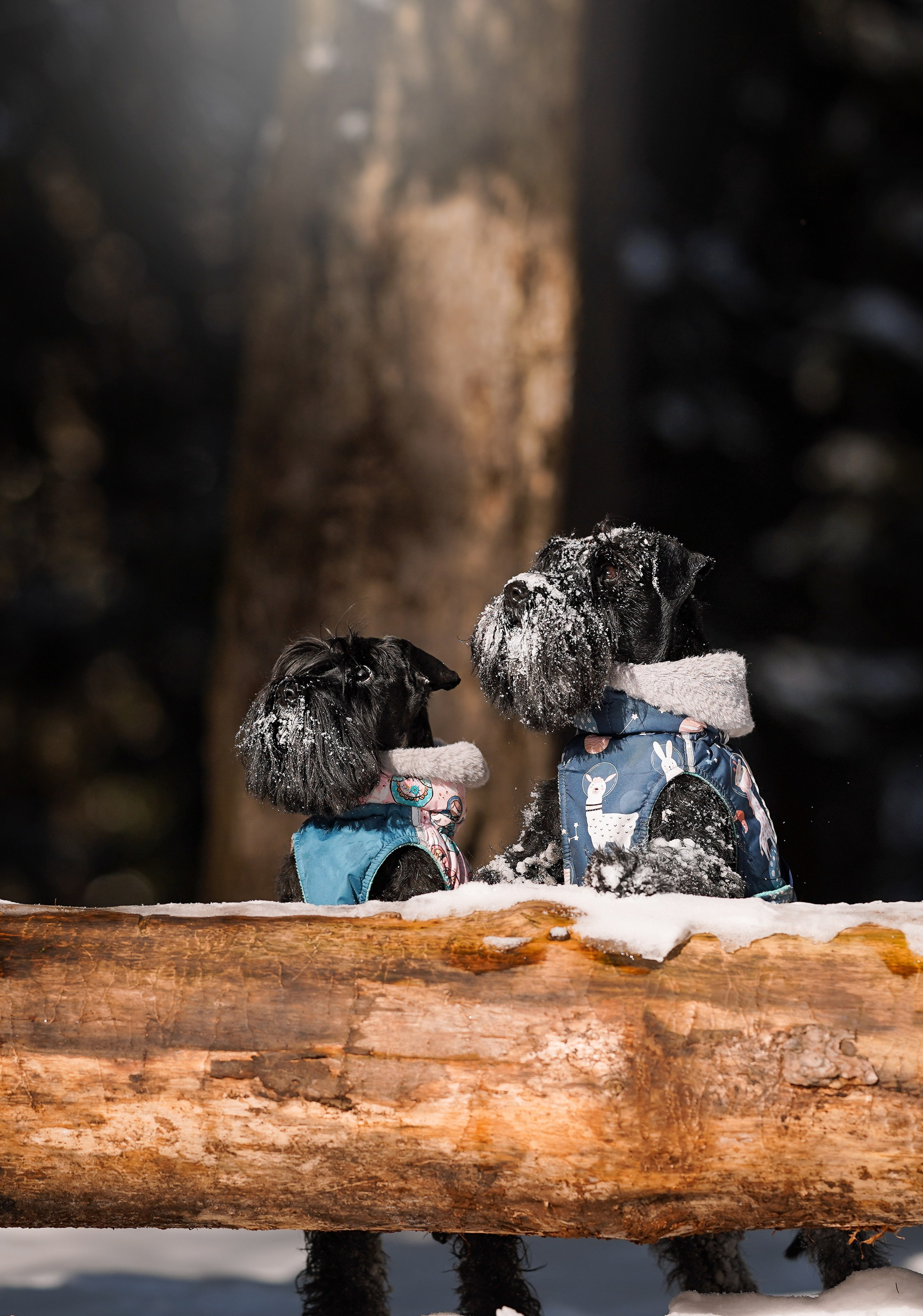Настя Энзо и Мия. Фотограф-анималист в Санкт-Петербурге Яна Мартынова
