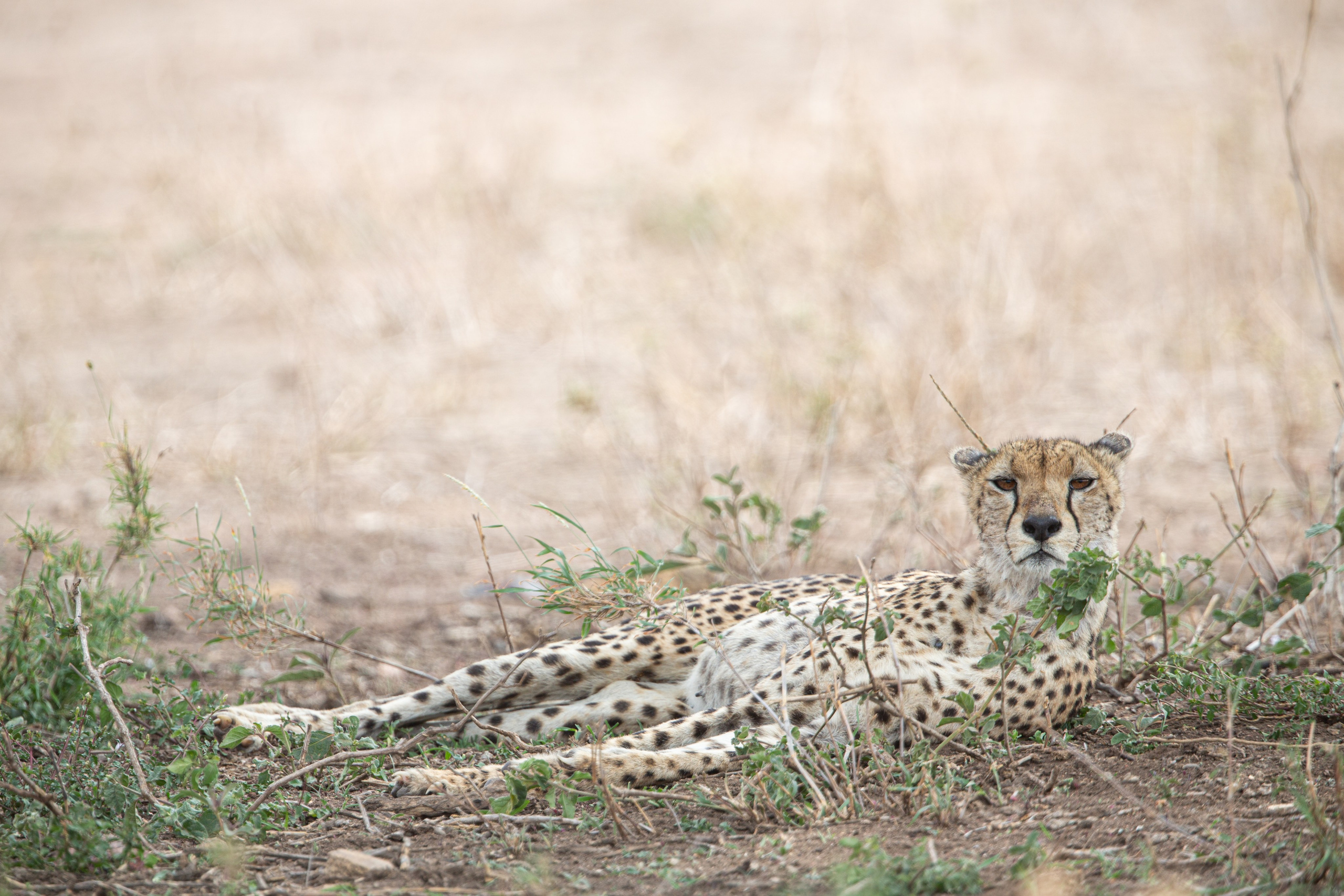 Танзания. Добродеева Алла фотограф, Москва