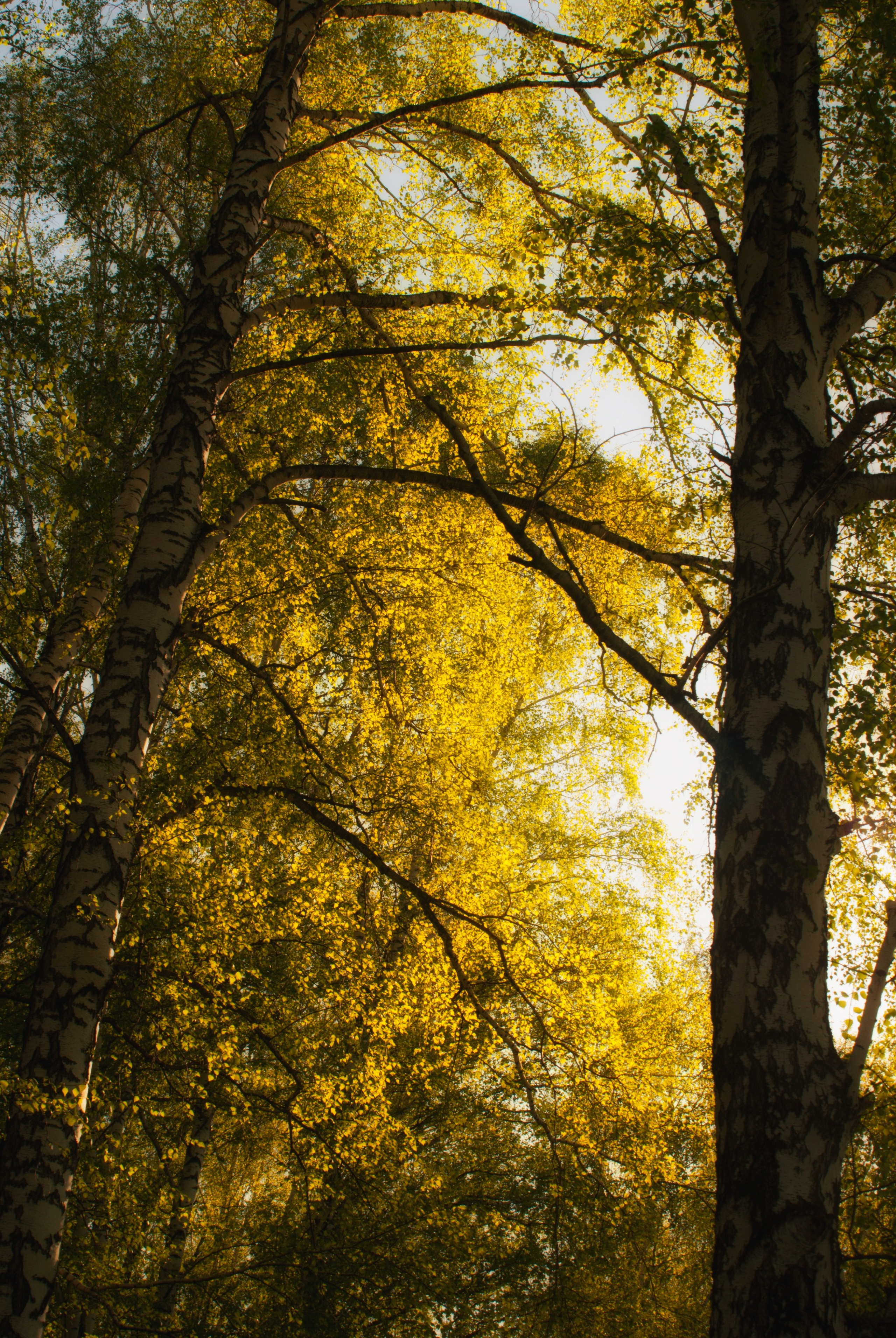 Этот прекрасный мир