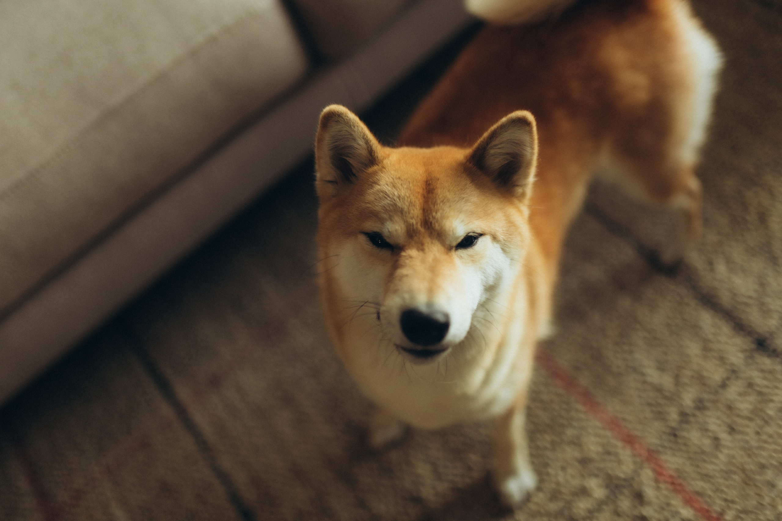 Дружба с детства. Фотограф из Петербурга