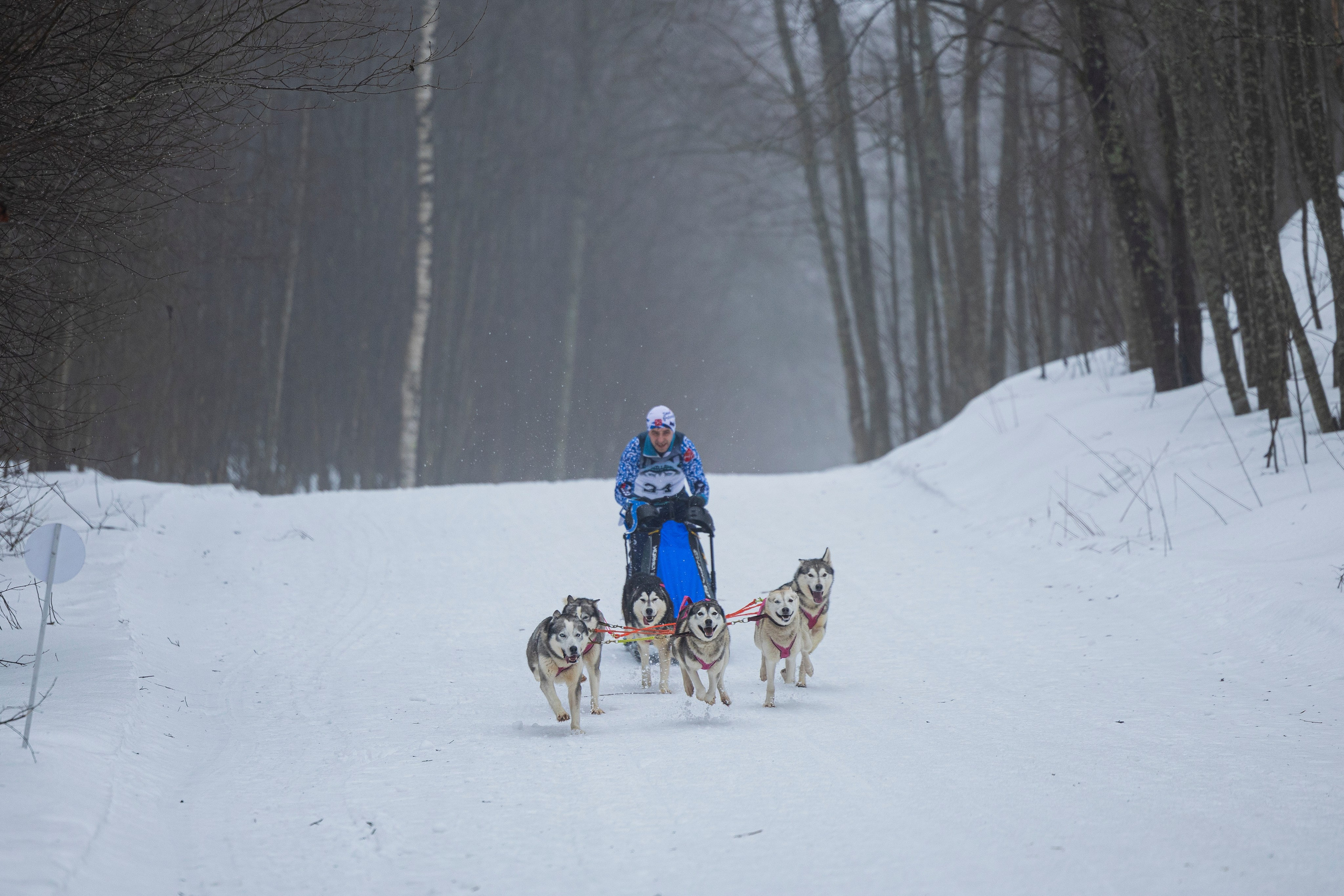 Зимний Чемпионат Санкт-Петербурга по ездовому спорту. Фотограф-анималист Анна Маринич