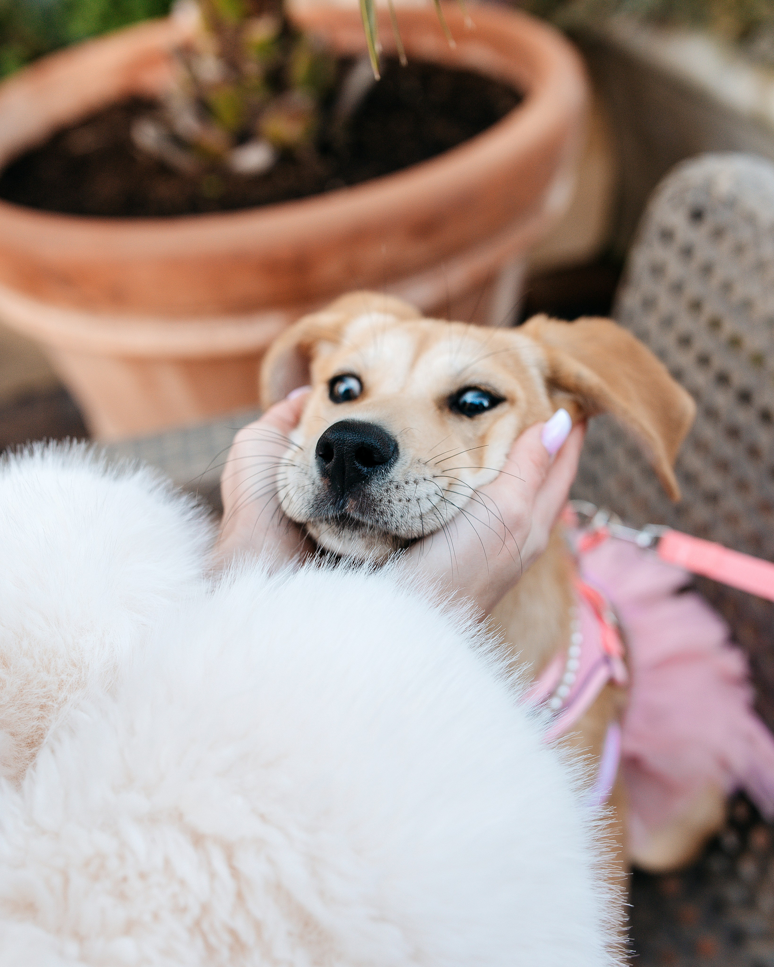 Животные. Фотограф Сочи-Краснодар