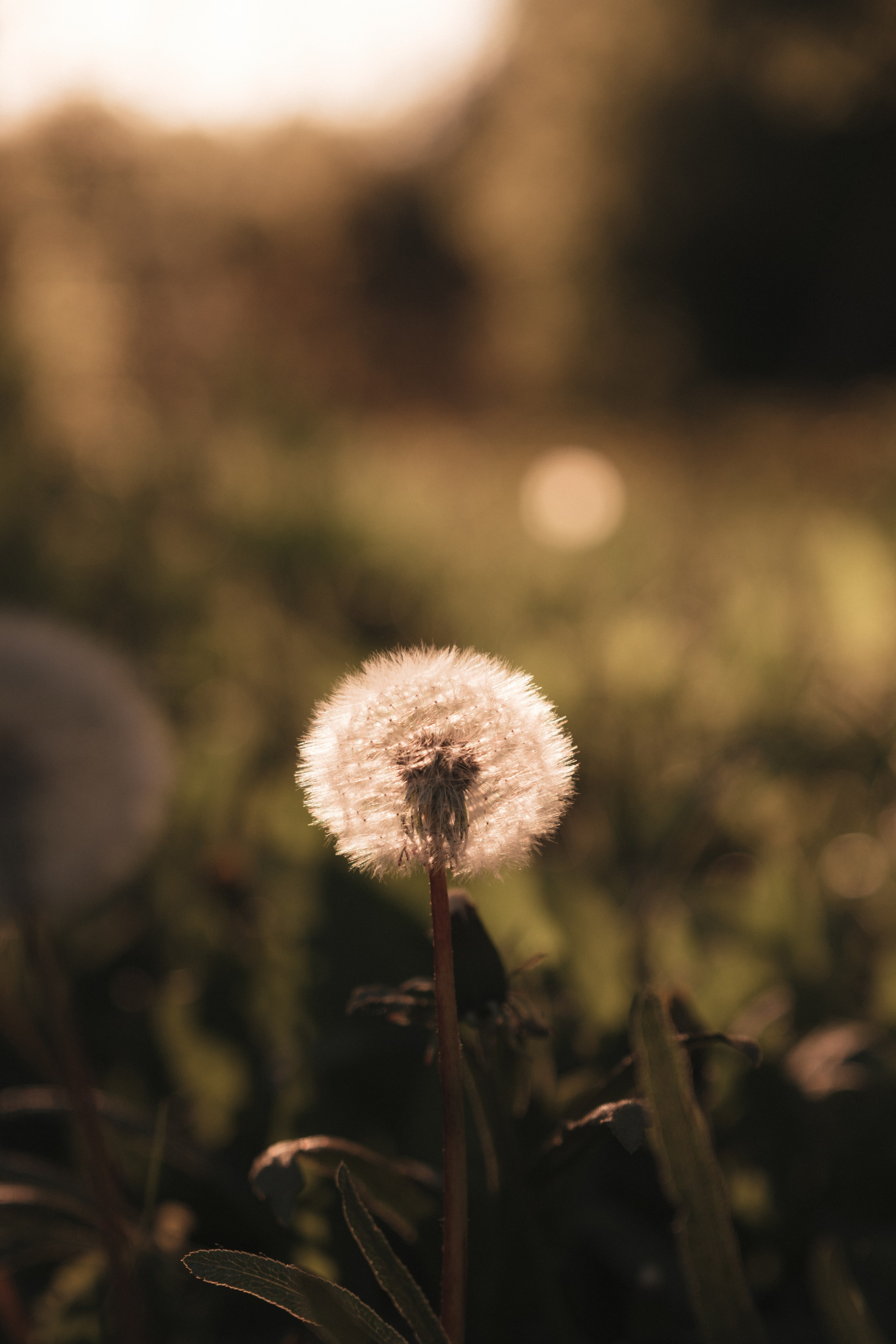 Таня и Саша. Свадебный и семейный фотограф в Волгограде