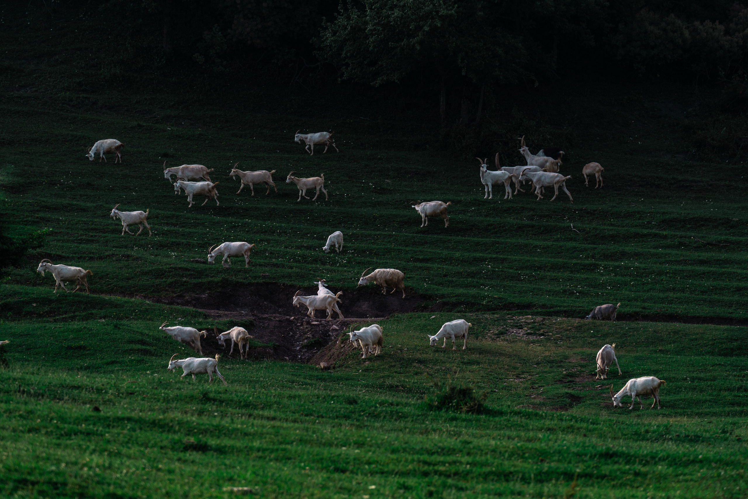 Путешествия и пейзаж. Репортажный фотограф в Красной Поляне и Сочи Павлюченко Екатерина