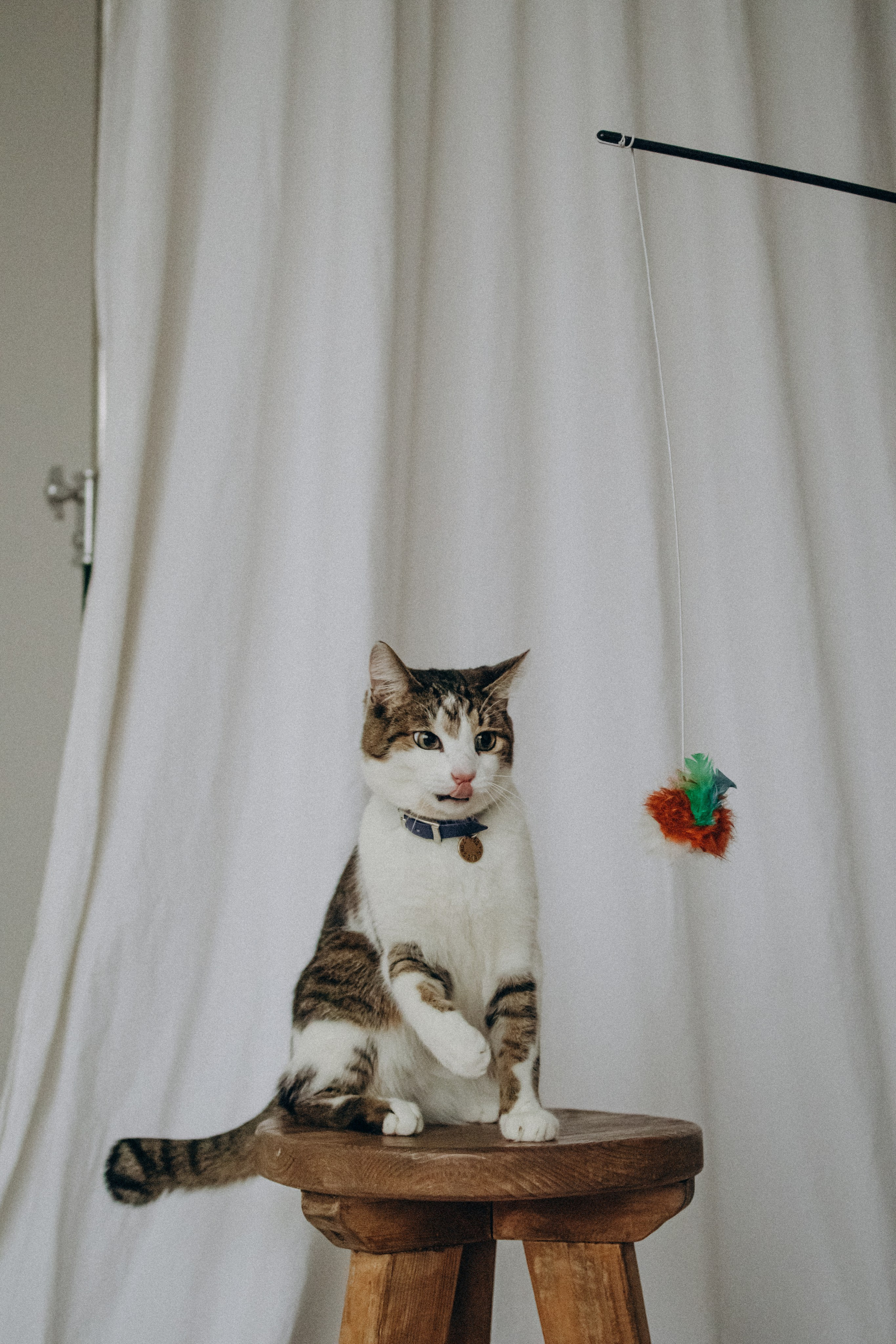 Ксюша и Яша. Фотораф — анималист Мария Шистка