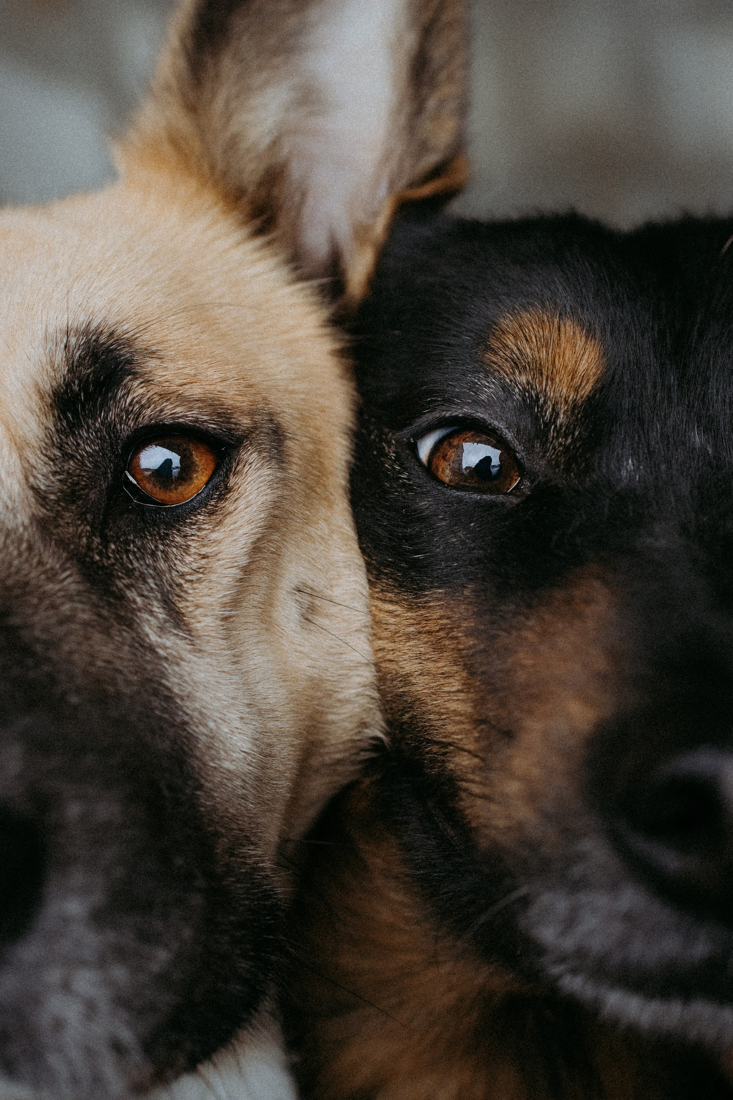 Саша, Ксюша и их банда. Фотораф — анималист Мария Шистка