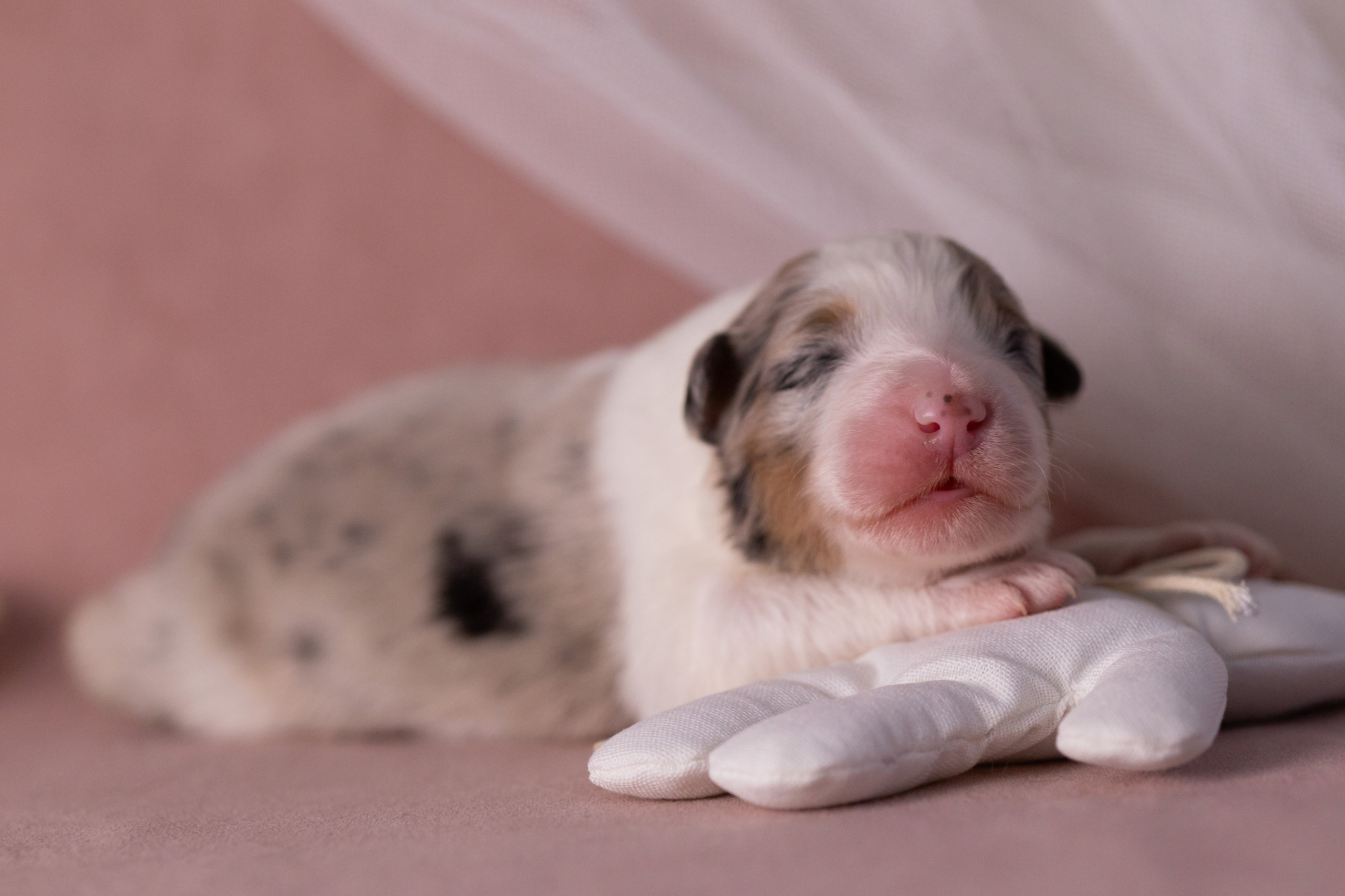 Щенки. Фотограф Яна Матвеева в Ижевске