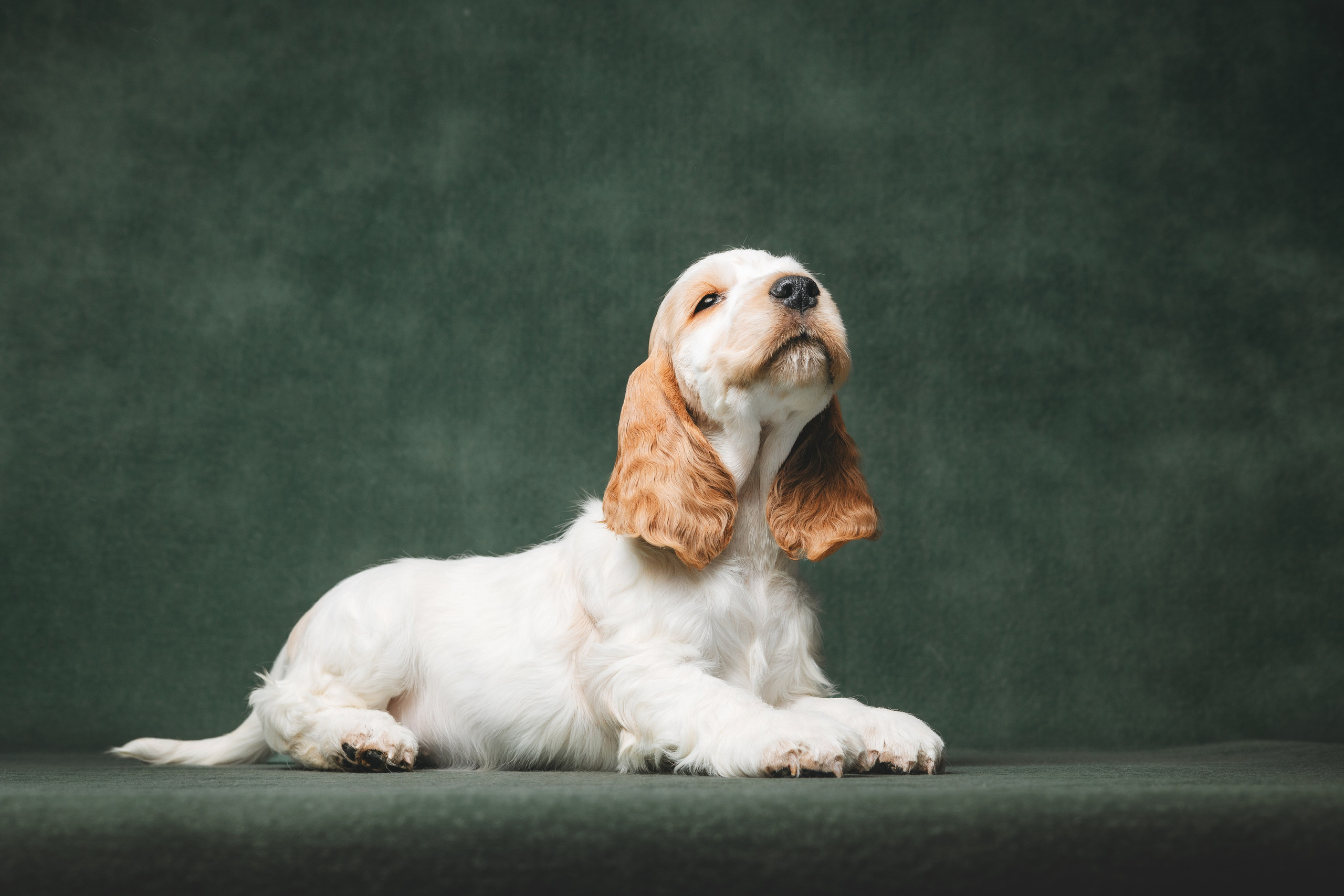 Английские коккер-спаниели. Фотограф анималист Осипчикова Мария