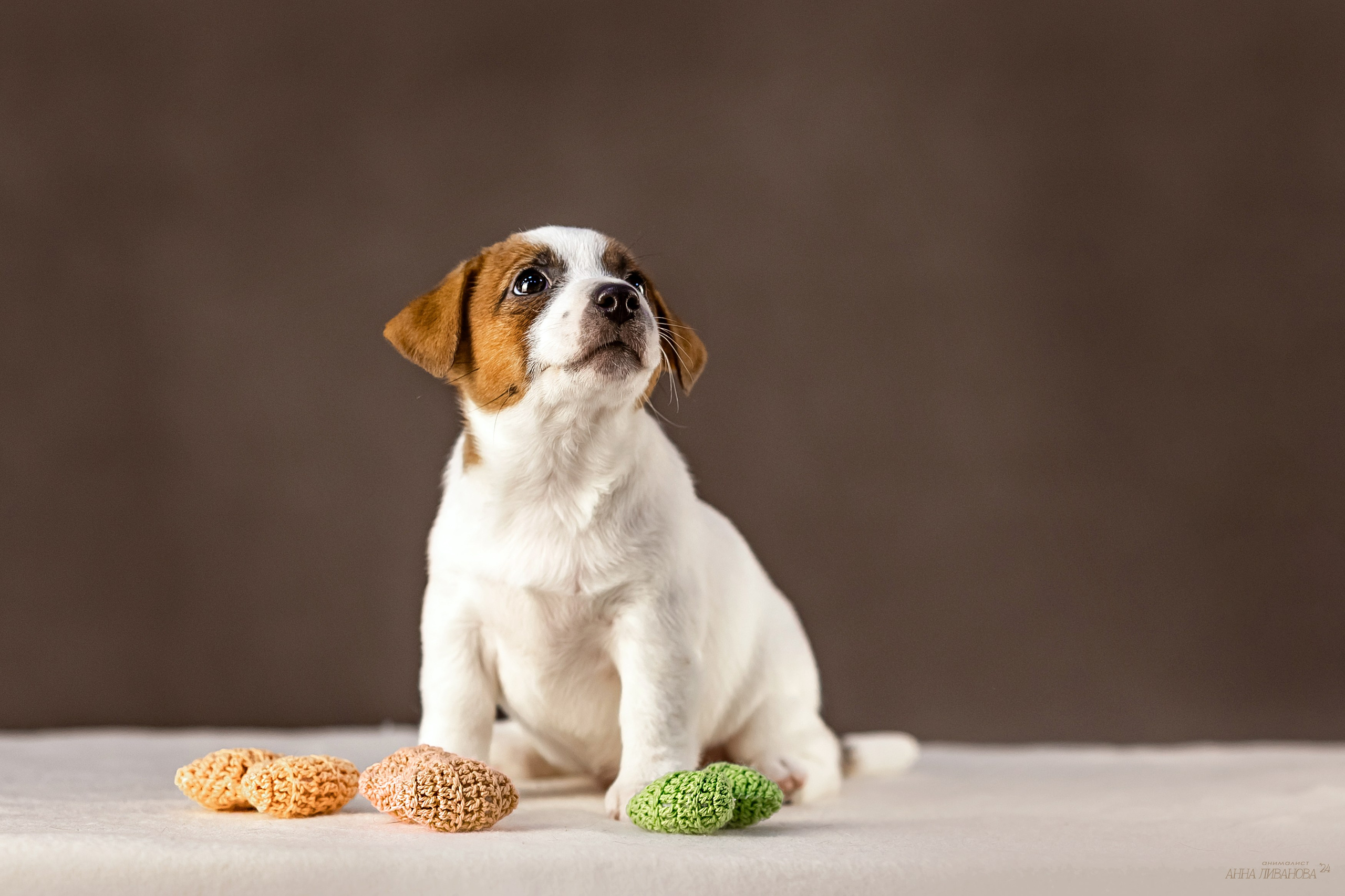 Джек расселы. Фотограф анималист Аня Ливанова | Рыбинск