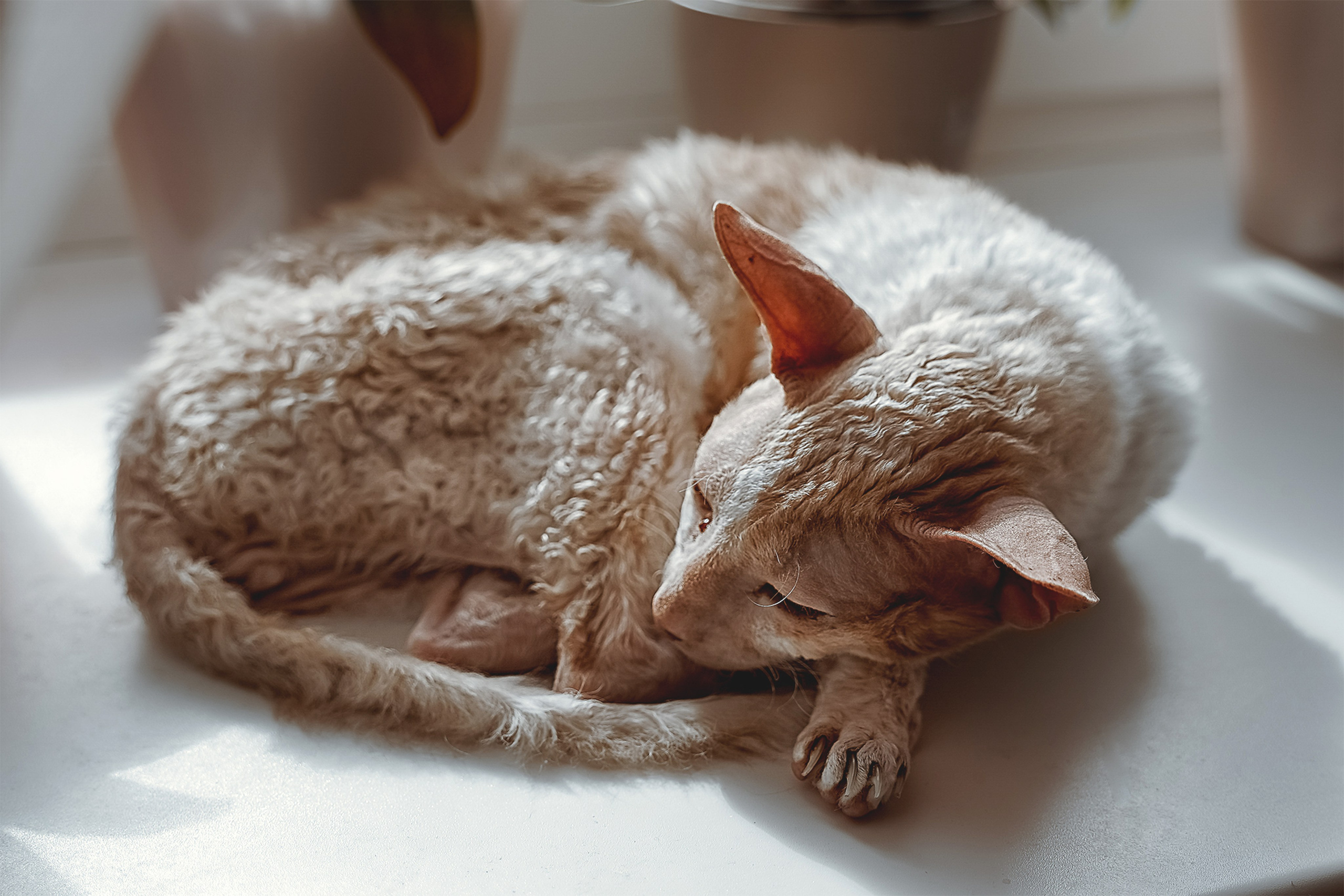 Семейная с кошками. Портретный и семейный фотограф в Санкт-Петербурге Татьяна Дубова