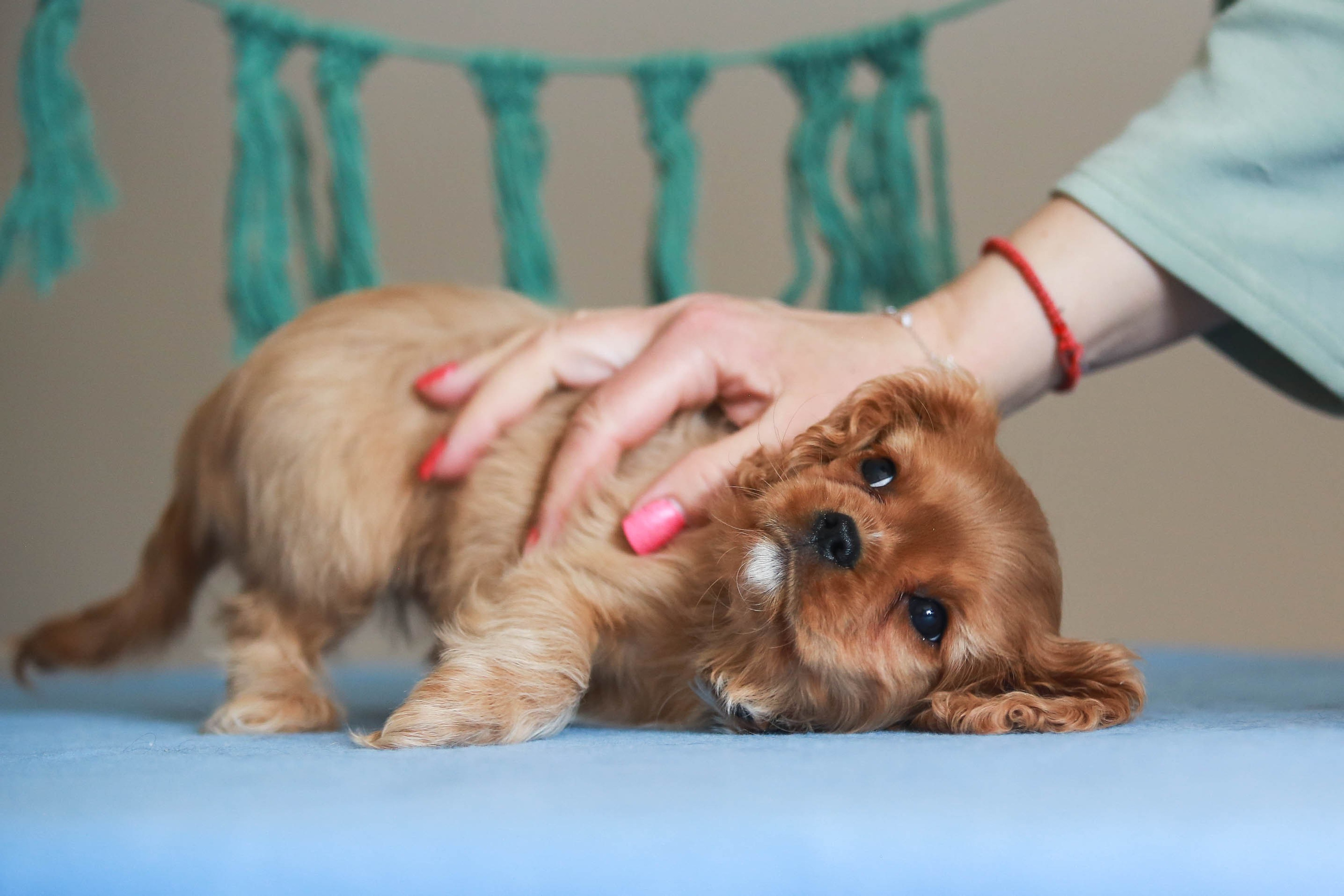 Щенки. Семейный и детский фотограф в Москве Мария Быкова