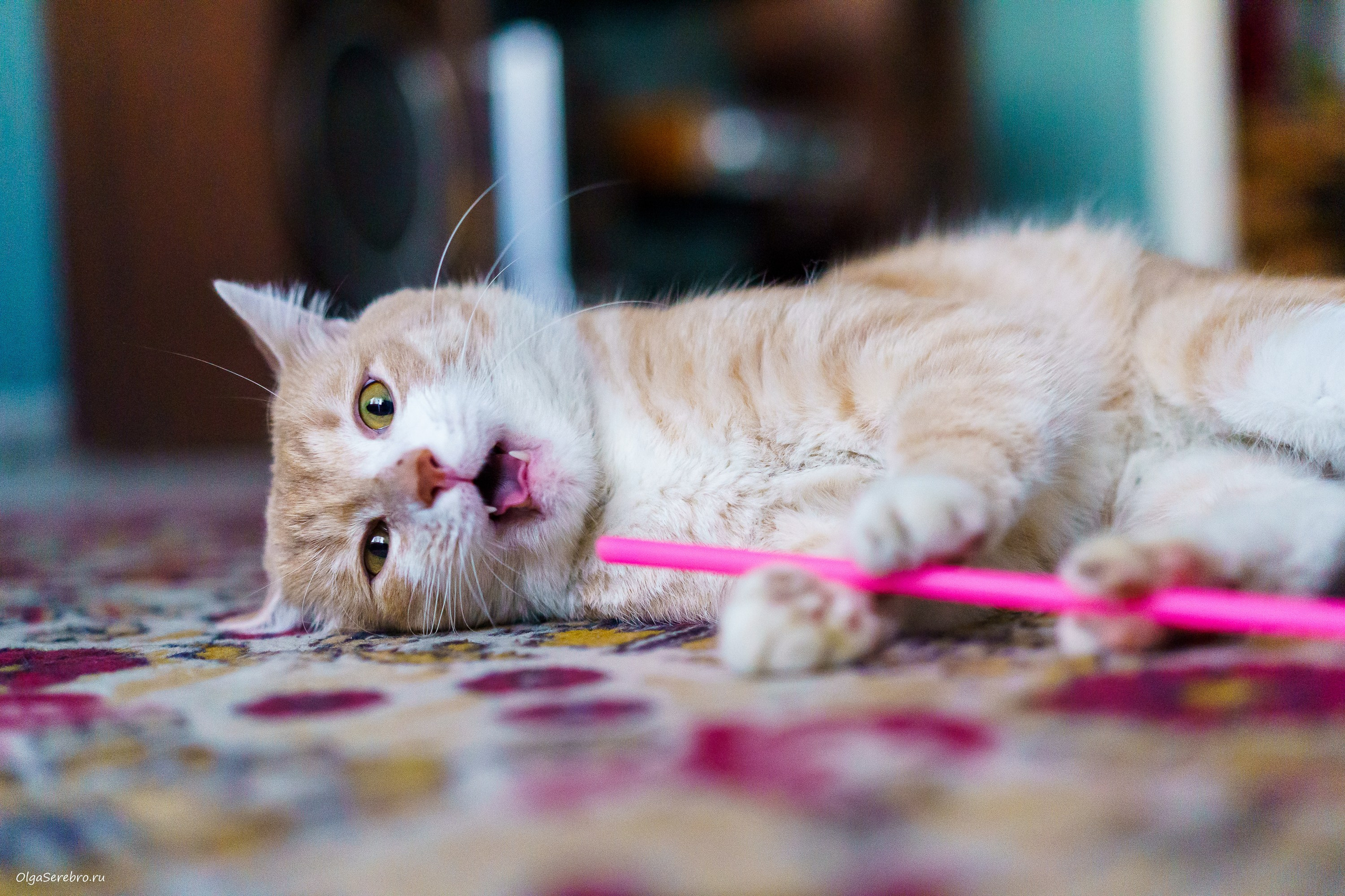 Хотела пристроить Коржика, но…. Фотограф Челябинск · Ольга Серебрякова