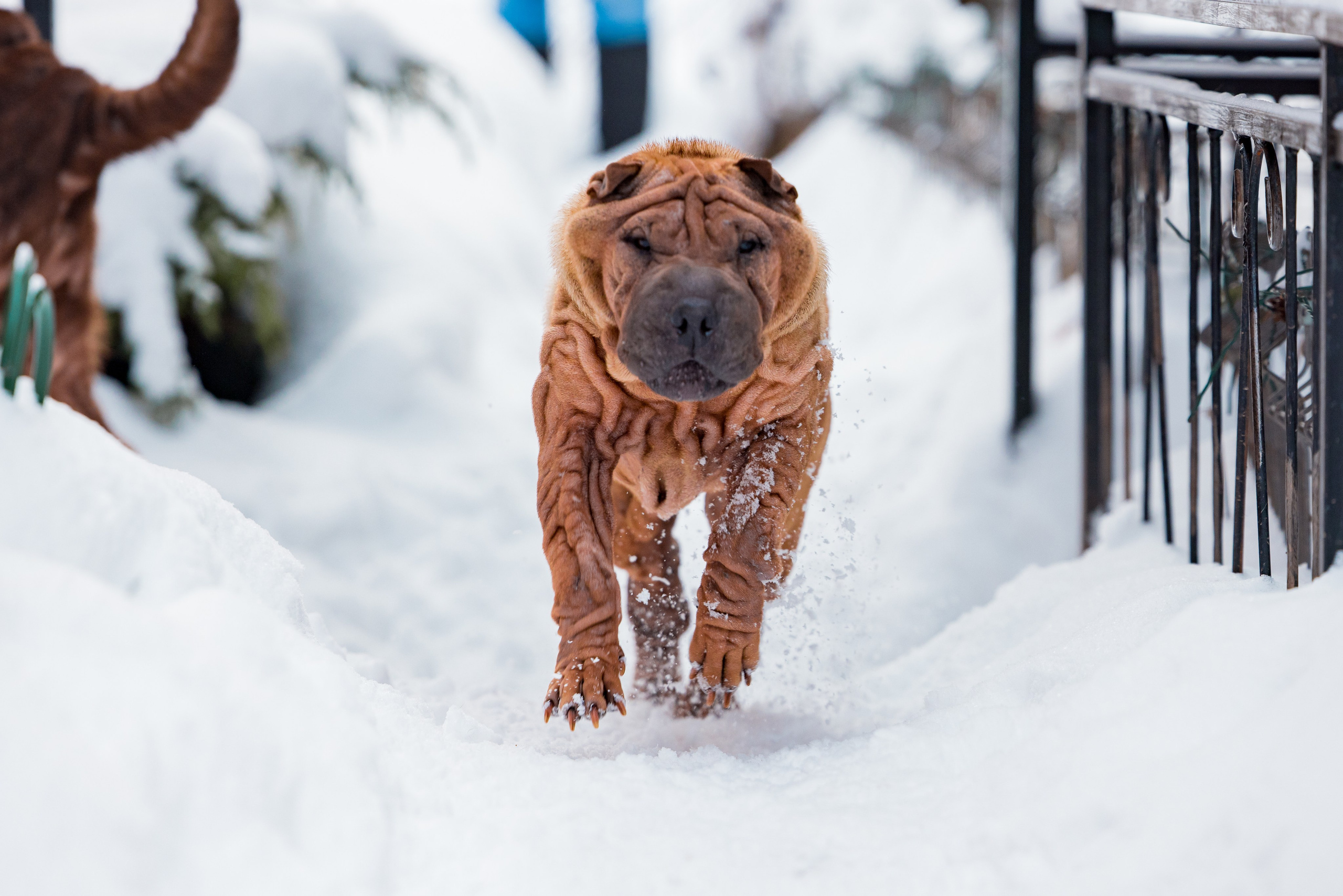 В гостях у шарпеев 16.01.2024. Фотограф-анималист Юлия Германика