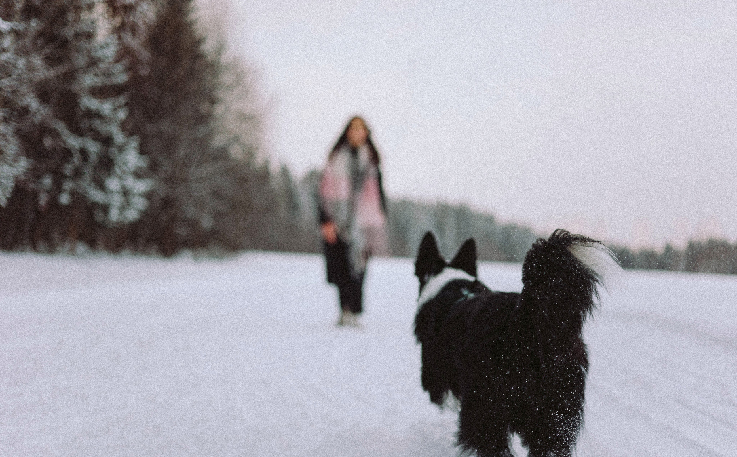 Алина и Найт. Фотограф-анималист Богданова Полина