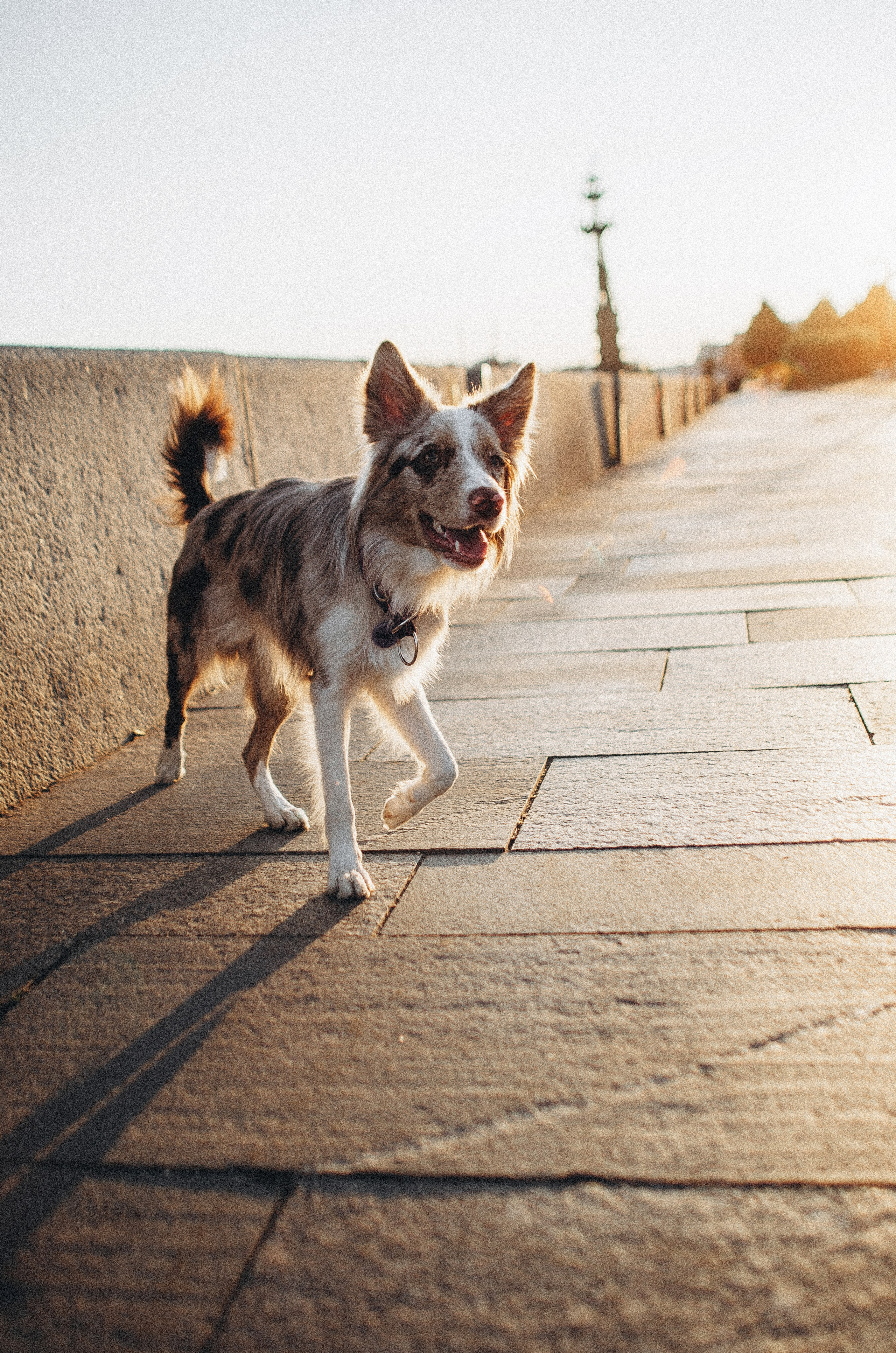Аня и Дэймон. Фотограф-анималист Богданова Полина