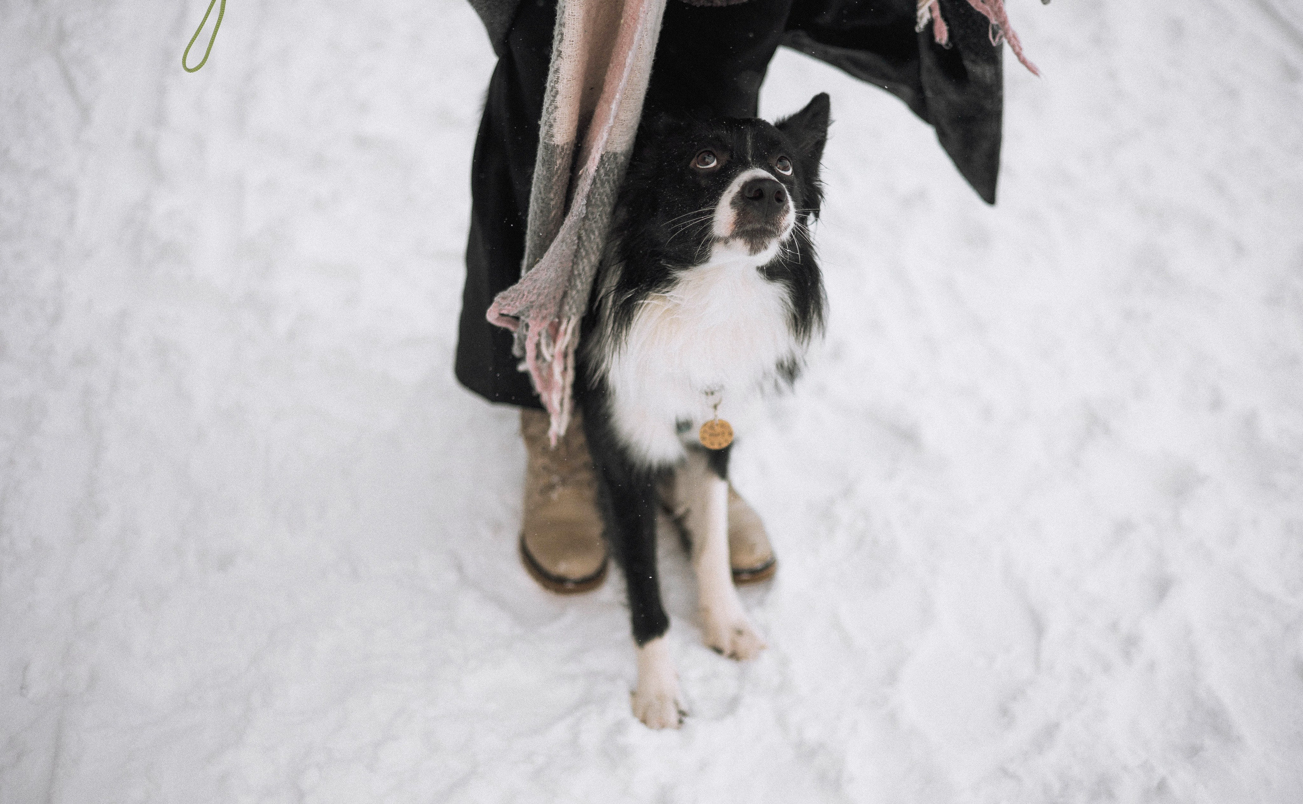 Алина и Найт. Фотограф-анималист Богданова Полина