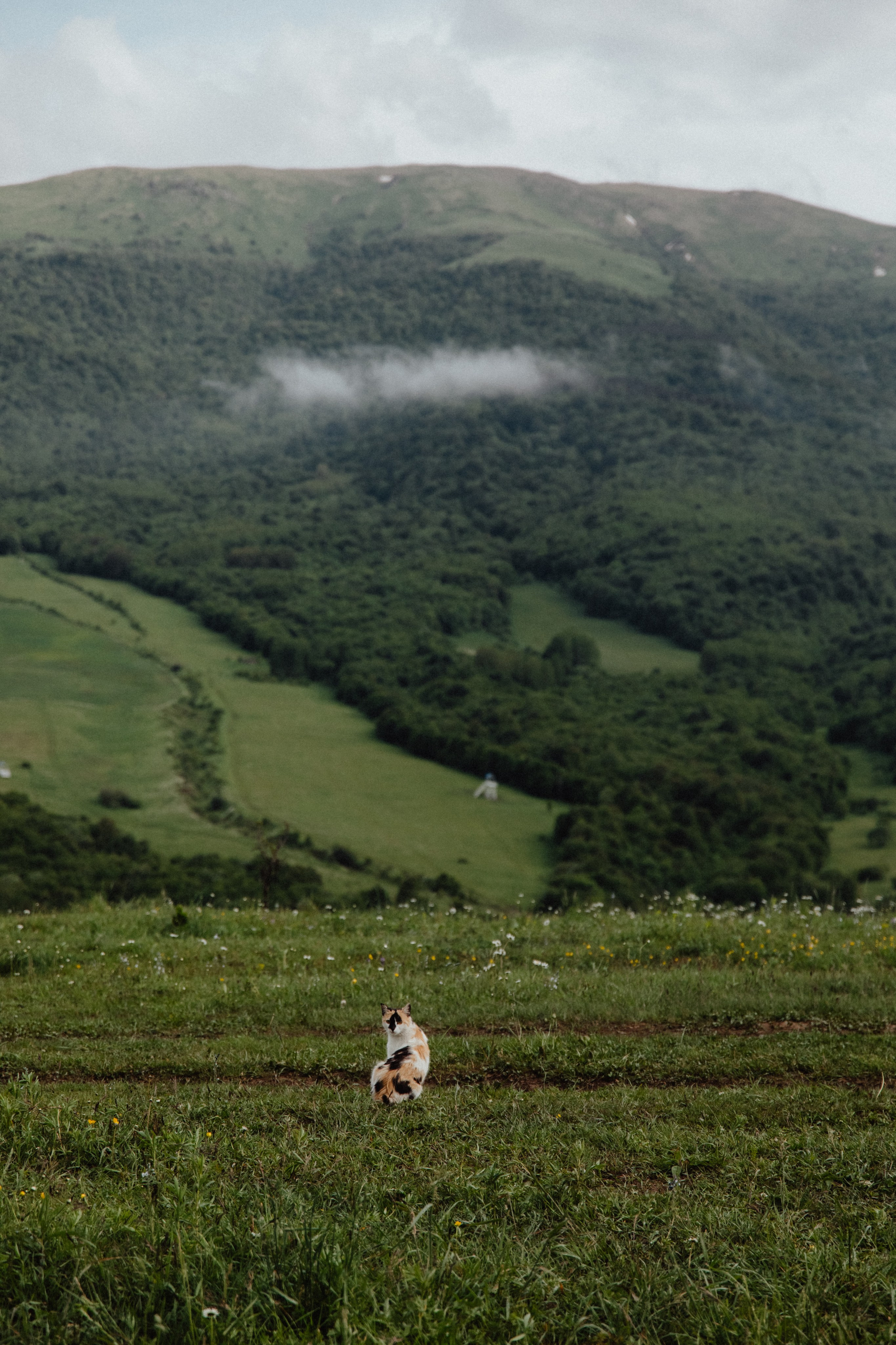 Дилижан. Армения. Свадебный фотограф Анастасия Пальчикова