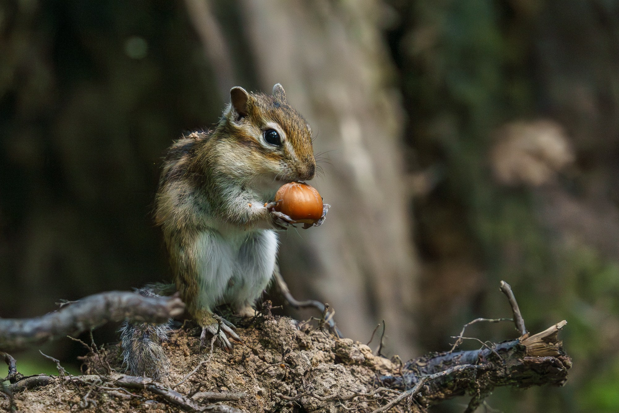 Животные. Ваш личный фотограф Марина Волкова