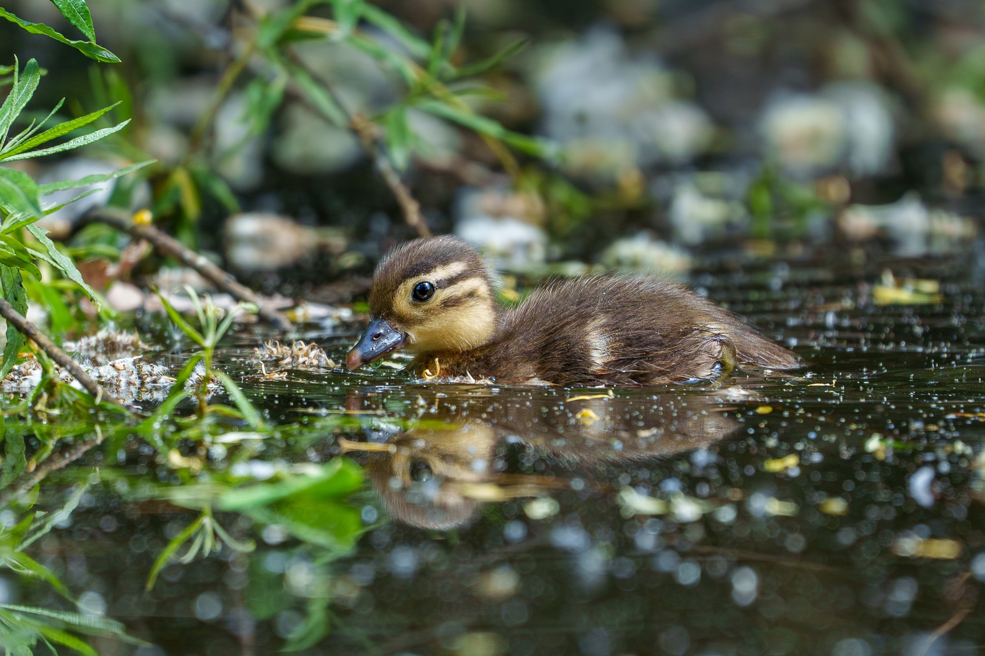 Удивительные мир птиц. Вокруг нас столько прекрасного — присмотритесь!. Ваш личный фотограф Марина Волкова