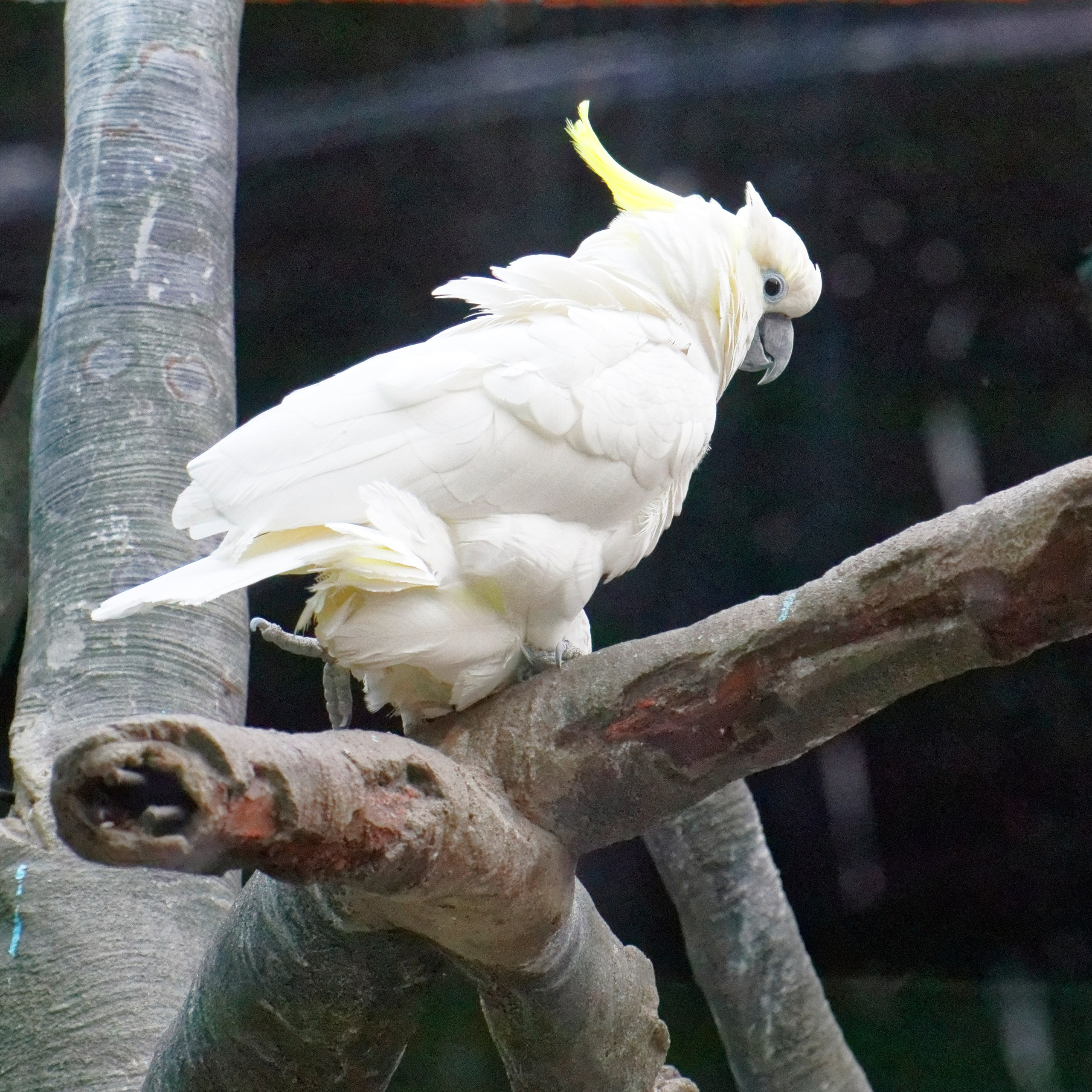 МОСКОВСКИЙ ЗООПАРК. Фотограф Владимир Роля