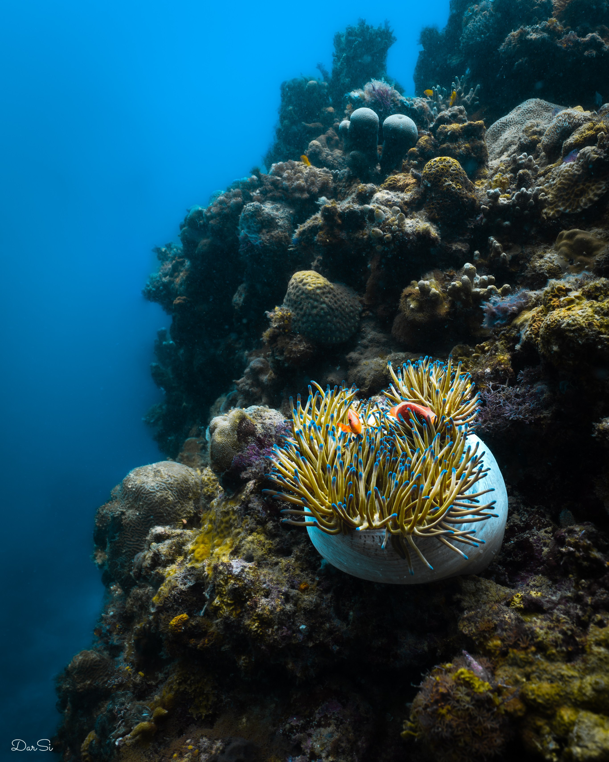 Подводный мир. Подводный фотограф на Филиппинах Синицина Дарья