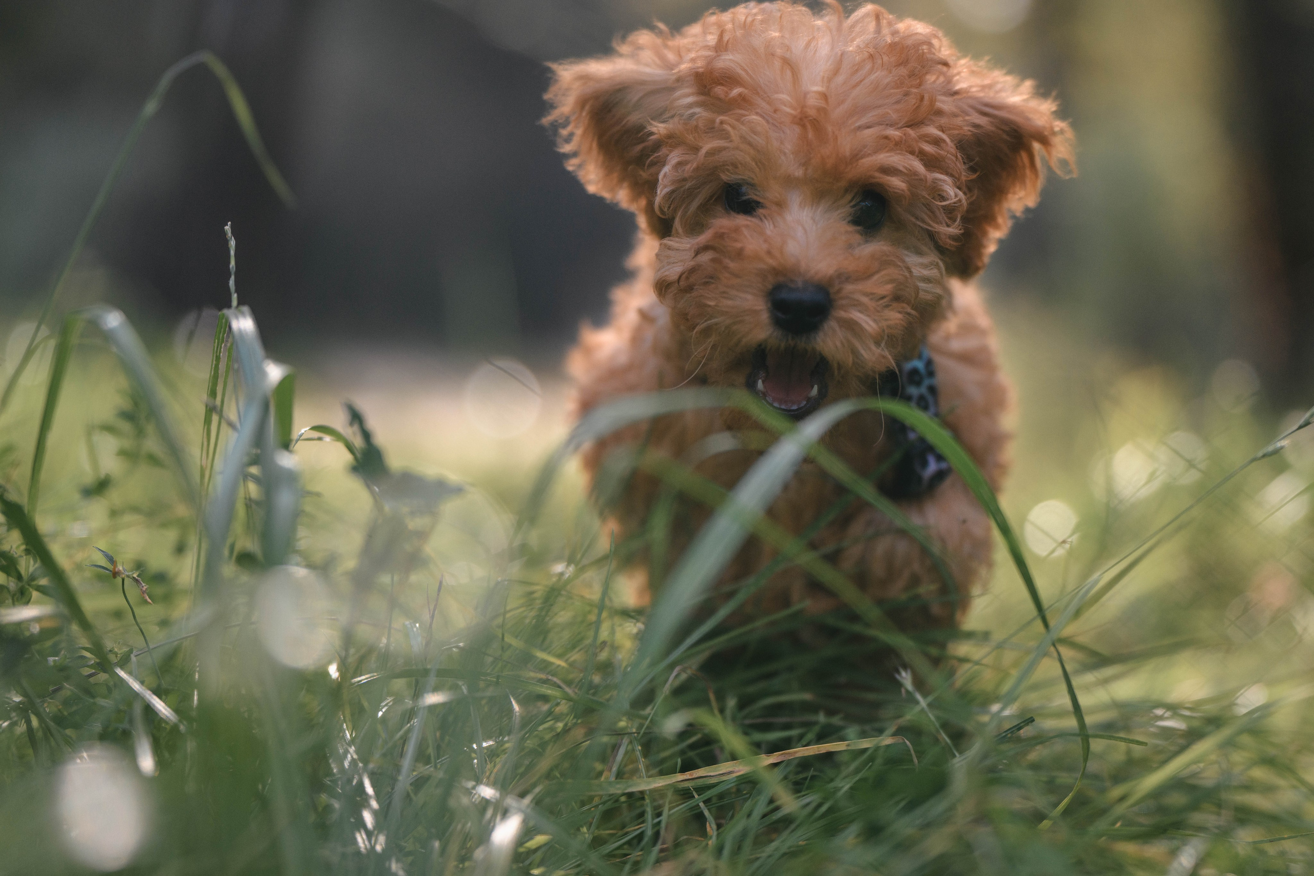 Щенок той-пуделя. Фотограф Анималист в Москве Анастасия Жучкова