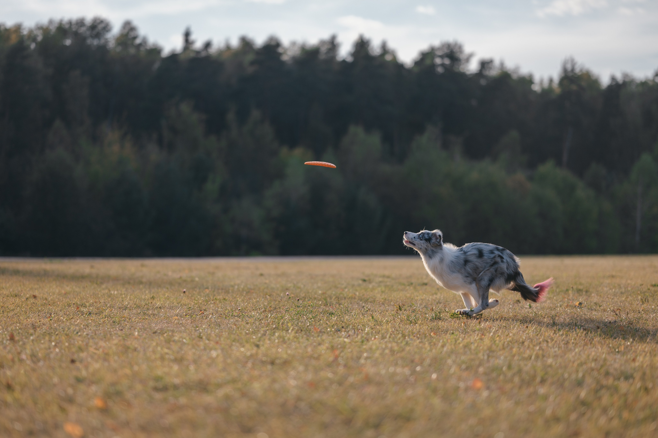 Бордерколли и фрисби. Фотограф Анималист в Москве Анастасия Жучкова