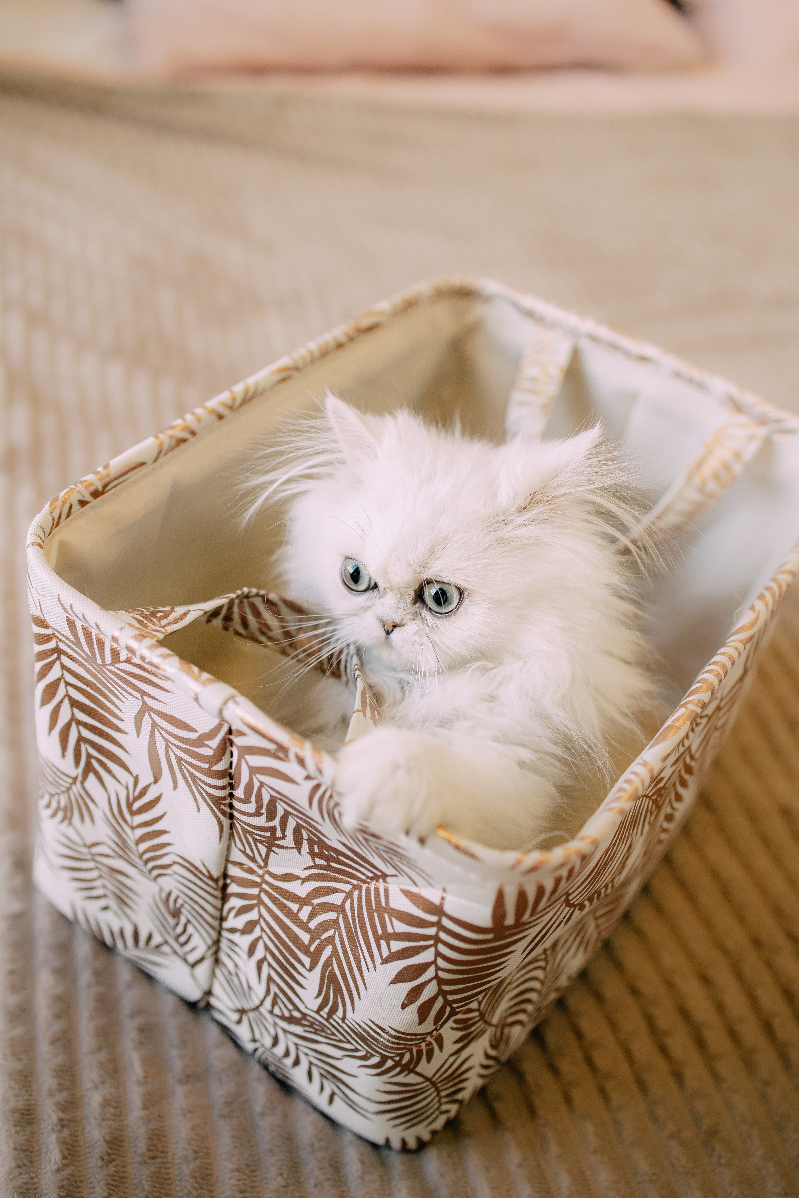 Султан, Мэй Мэй и Шанталь и их семья