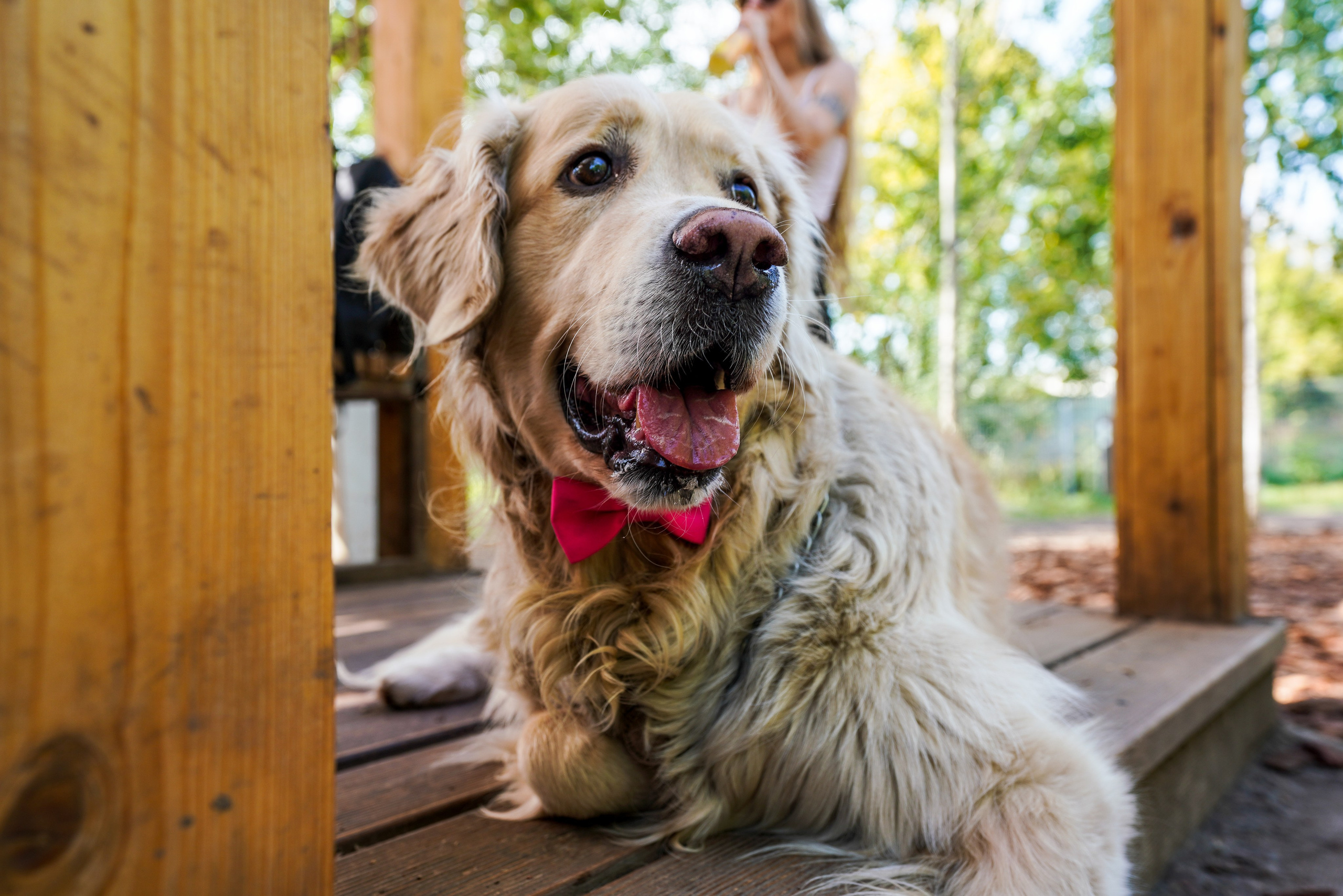 ДР собаки по имени Моррис :). Фотограф Казань