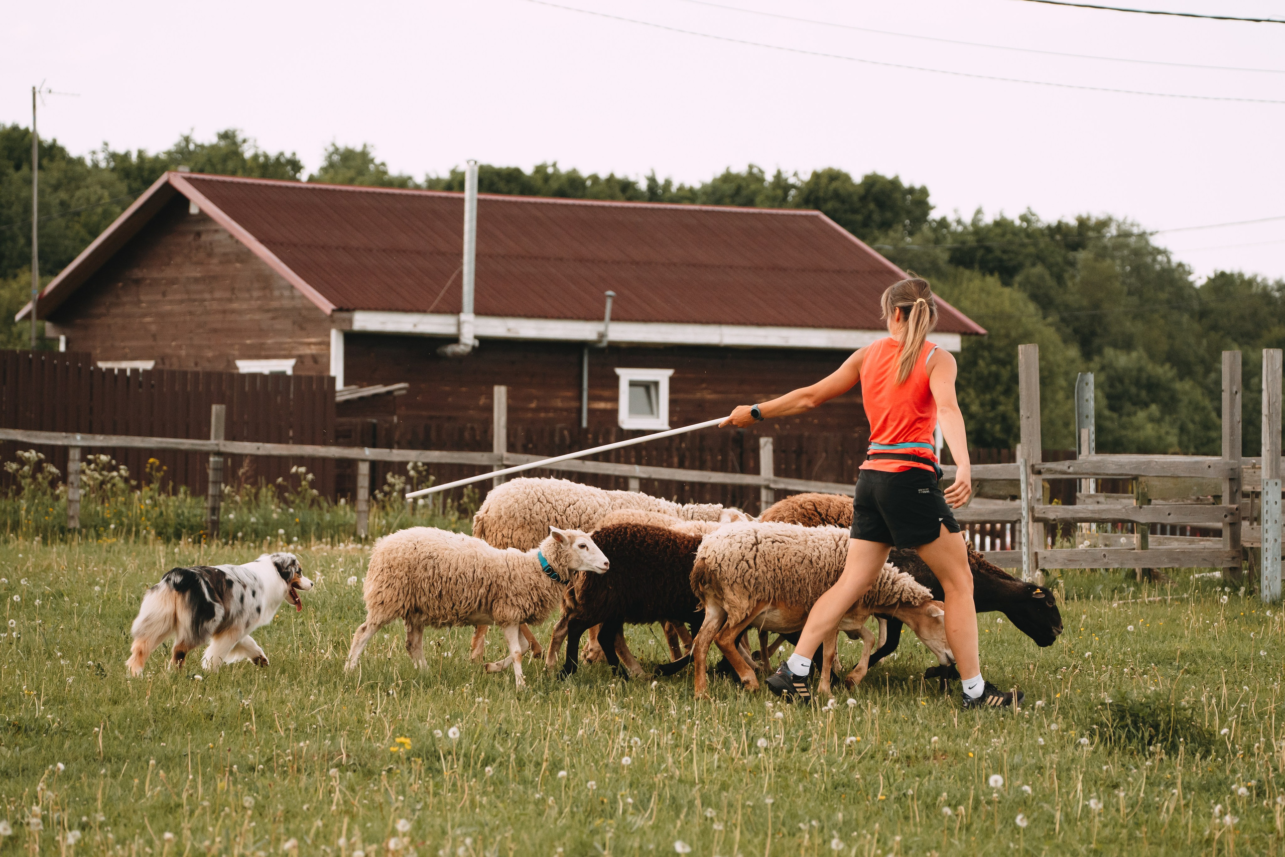 Состязания по пастушьей службе 1-2.06.24, Заостровье. Фотограф-анималист Анастасия Большакова