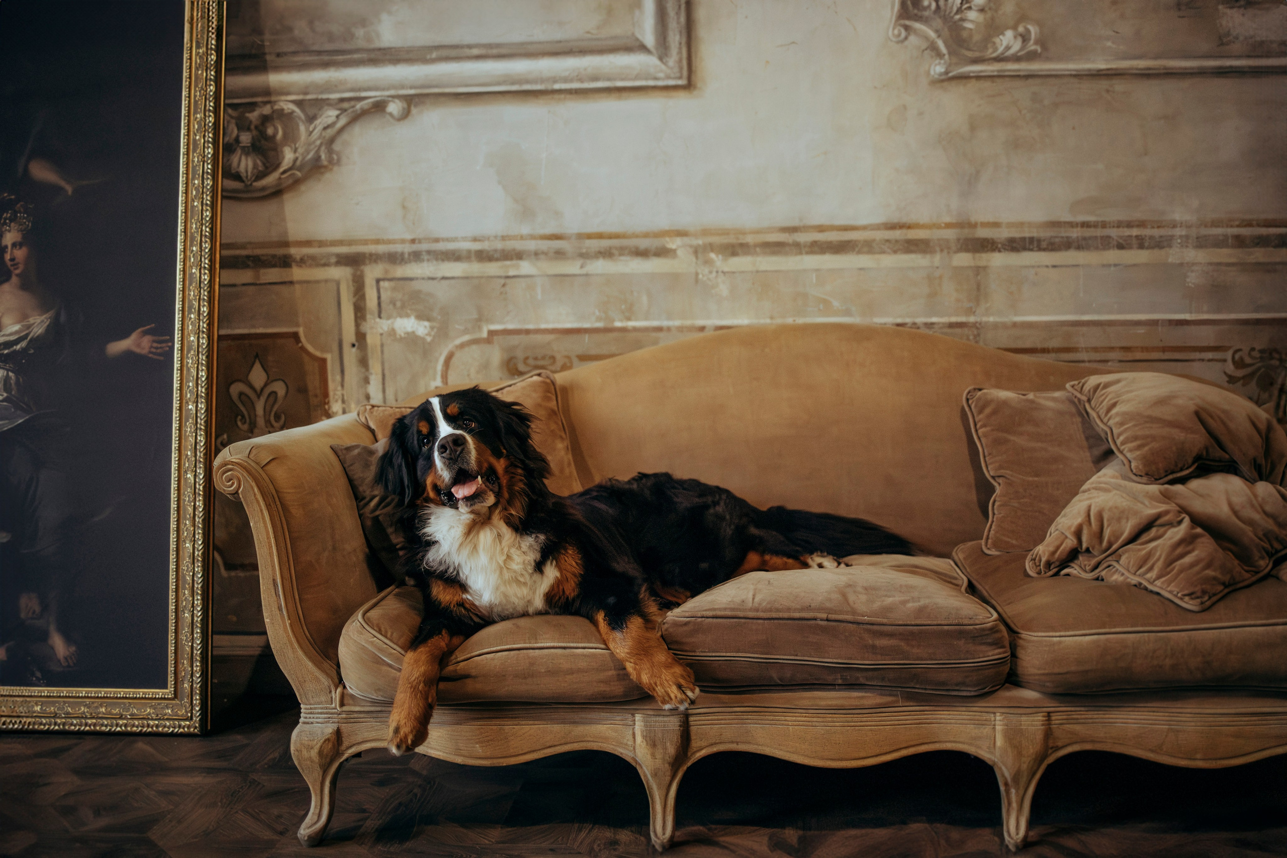 Съемка в студии с собакой. Анастасия Белаш