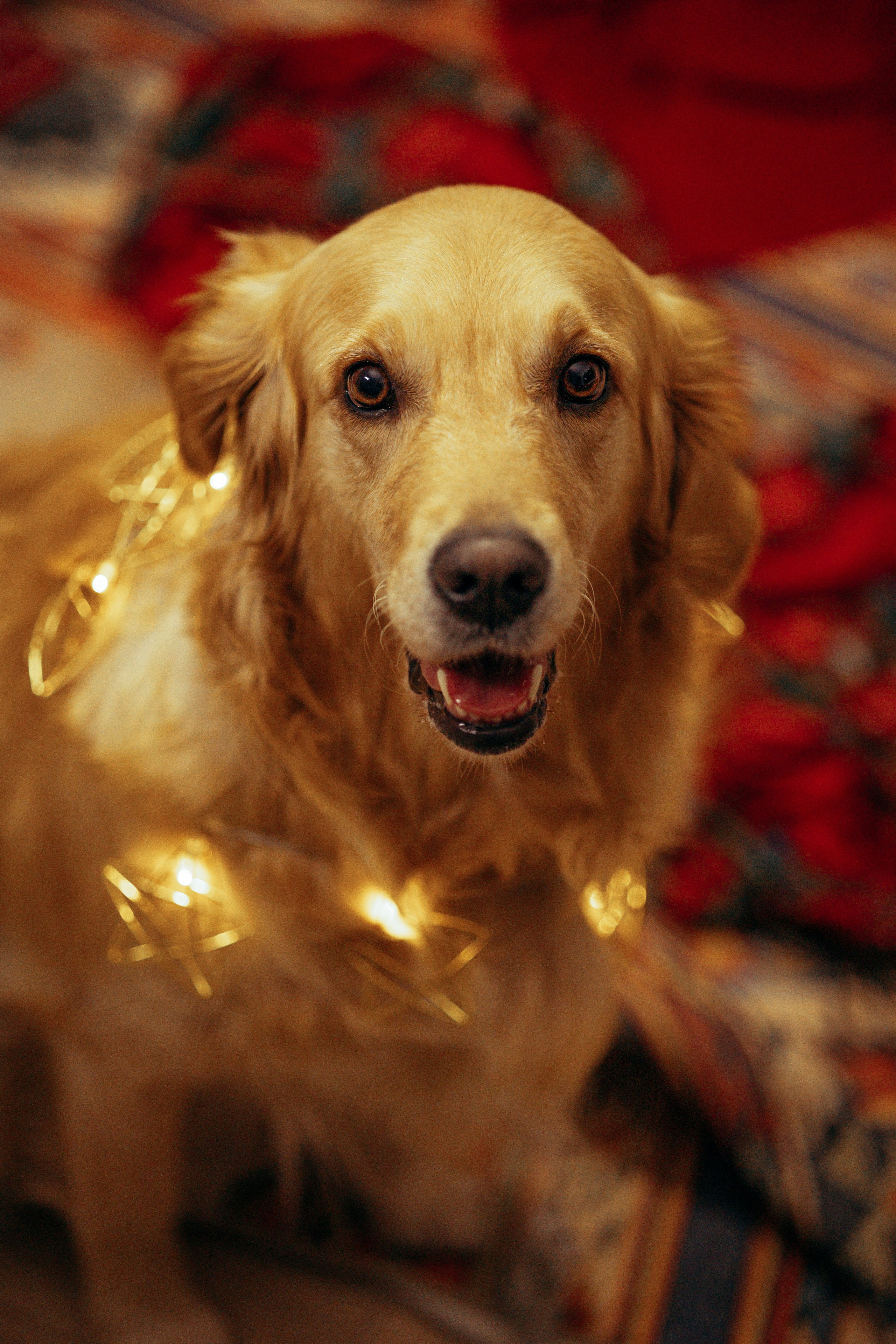 Новогодняя съемка с собакой. Анастасия Белаш