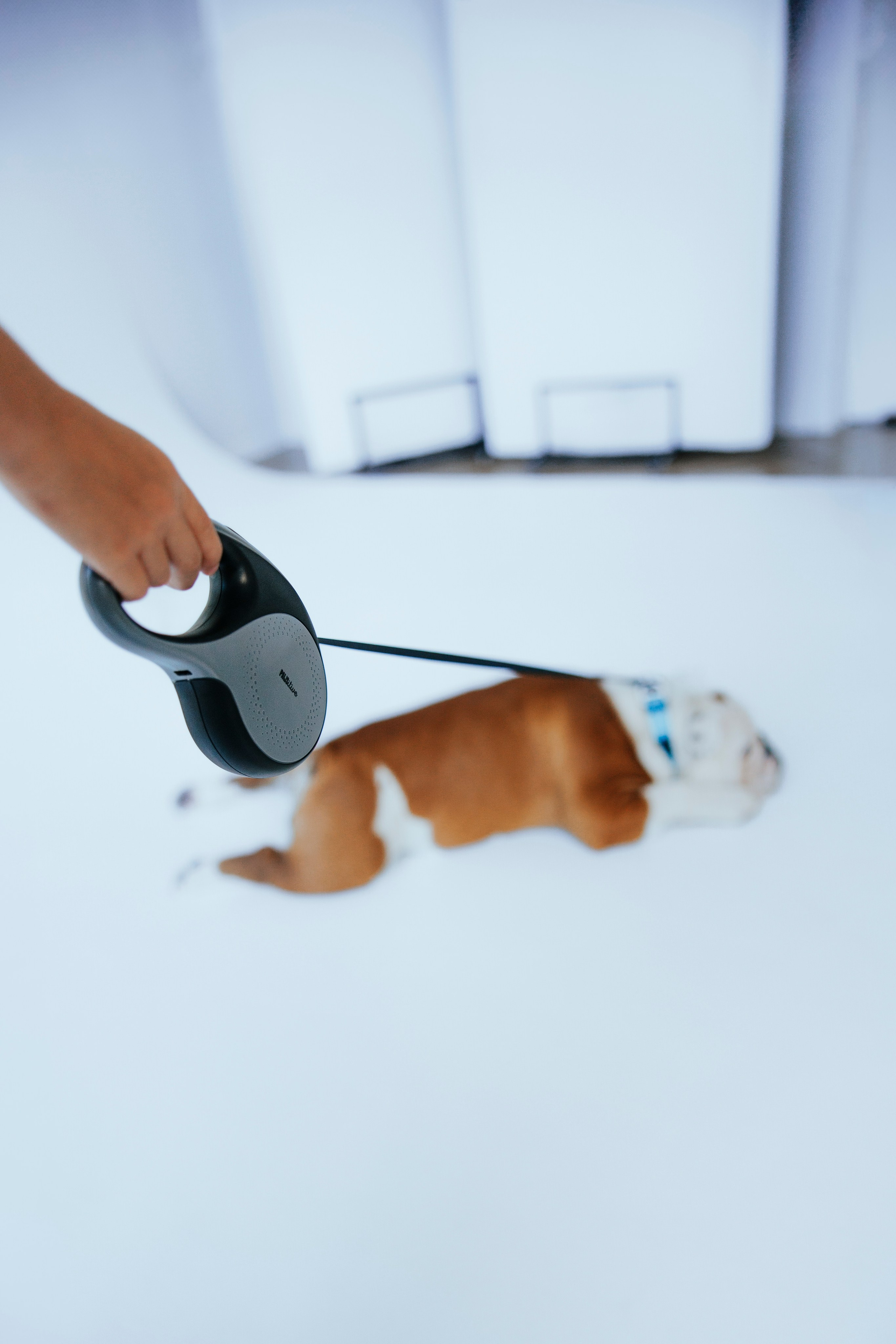 Pawsitive рулетки. Анастасия Белаш