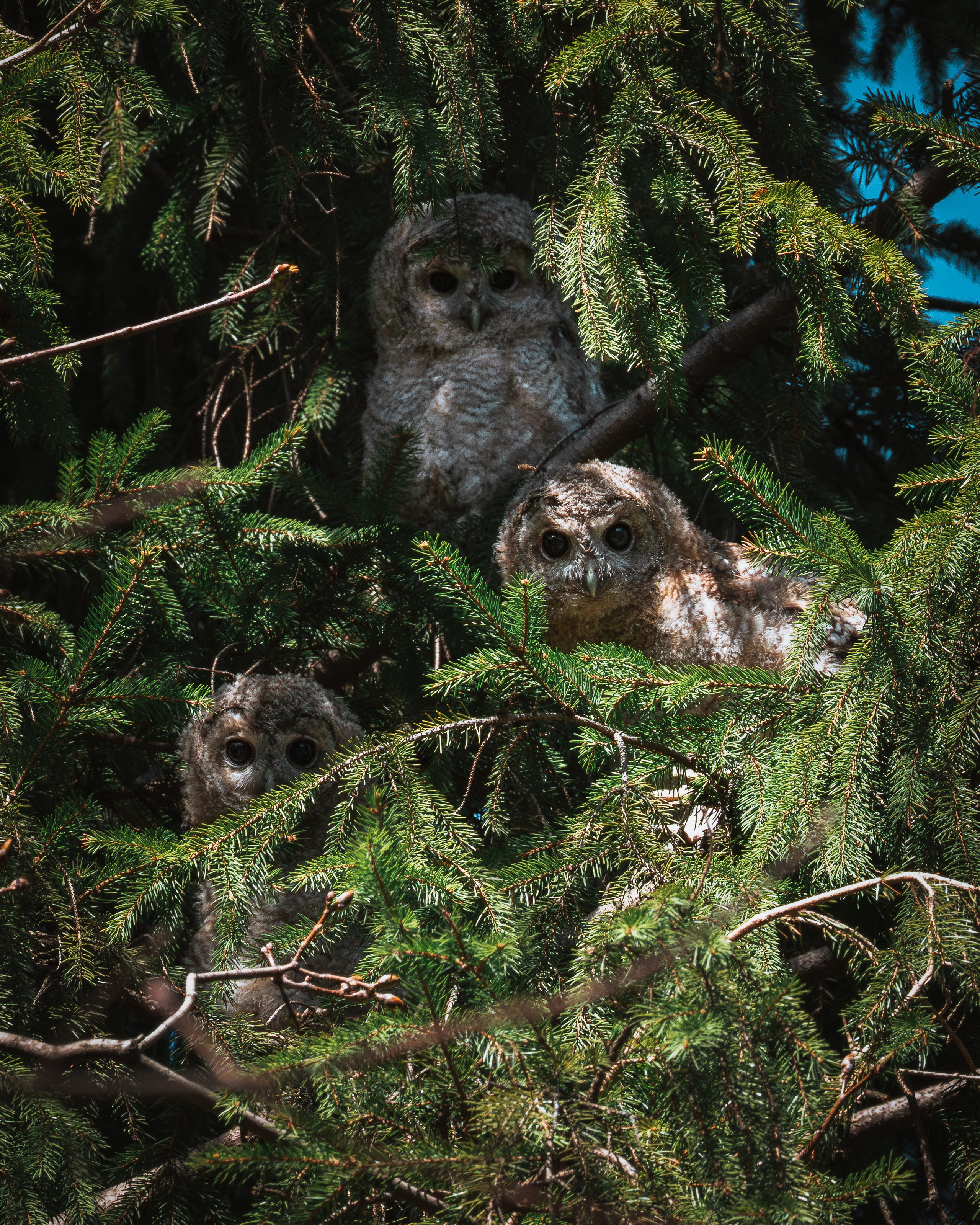 Voronezh 2025. Anton Chernov | Wildlife photographer