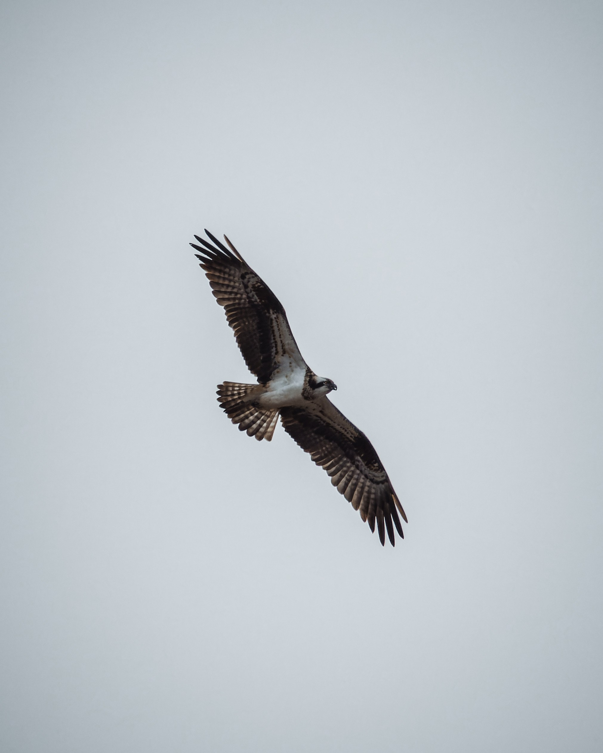 Lipetsk 2025. Anton Chernov | Wildlife photographer