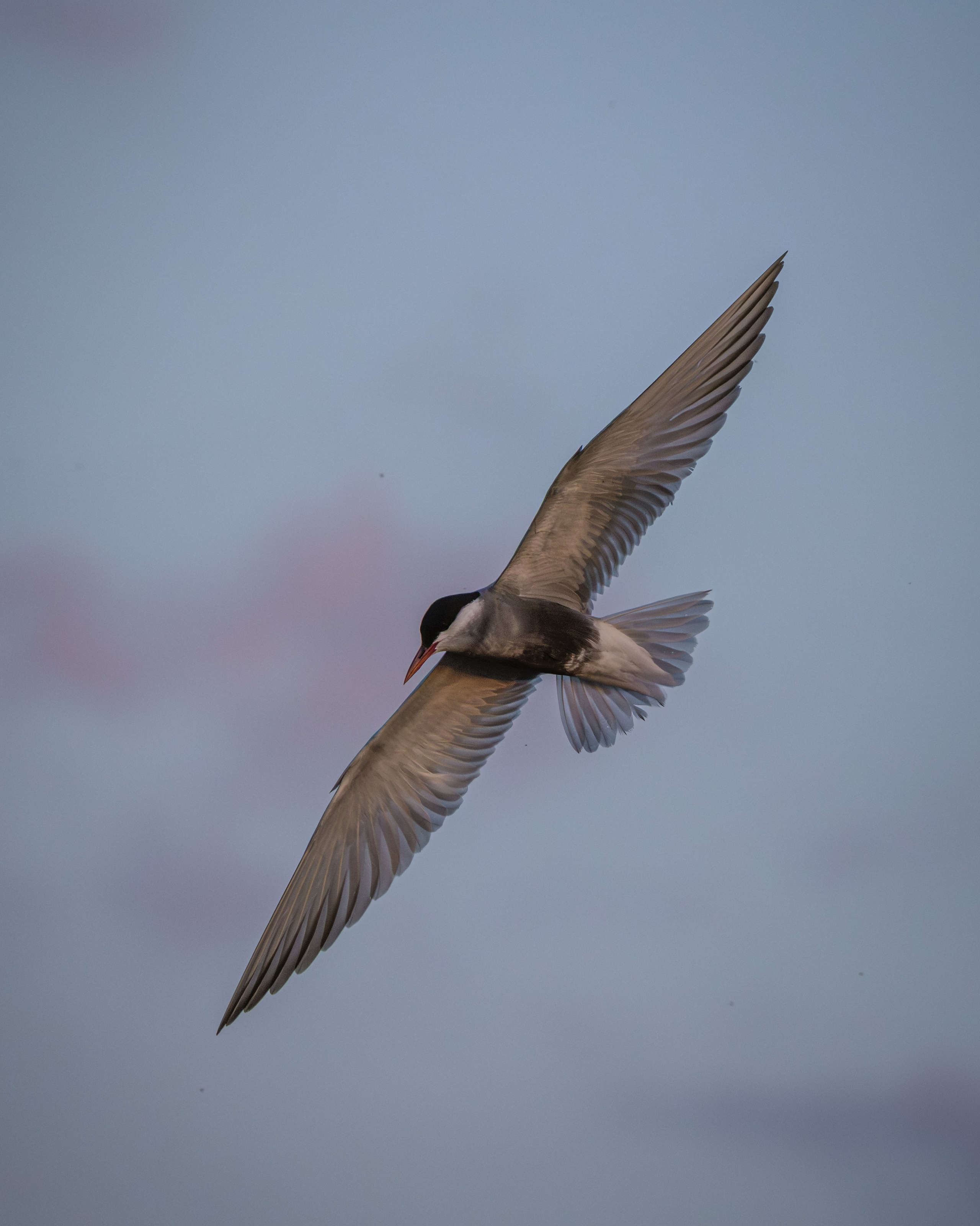 Voronezh 2026. Anton Chernov | Wildlife photographer