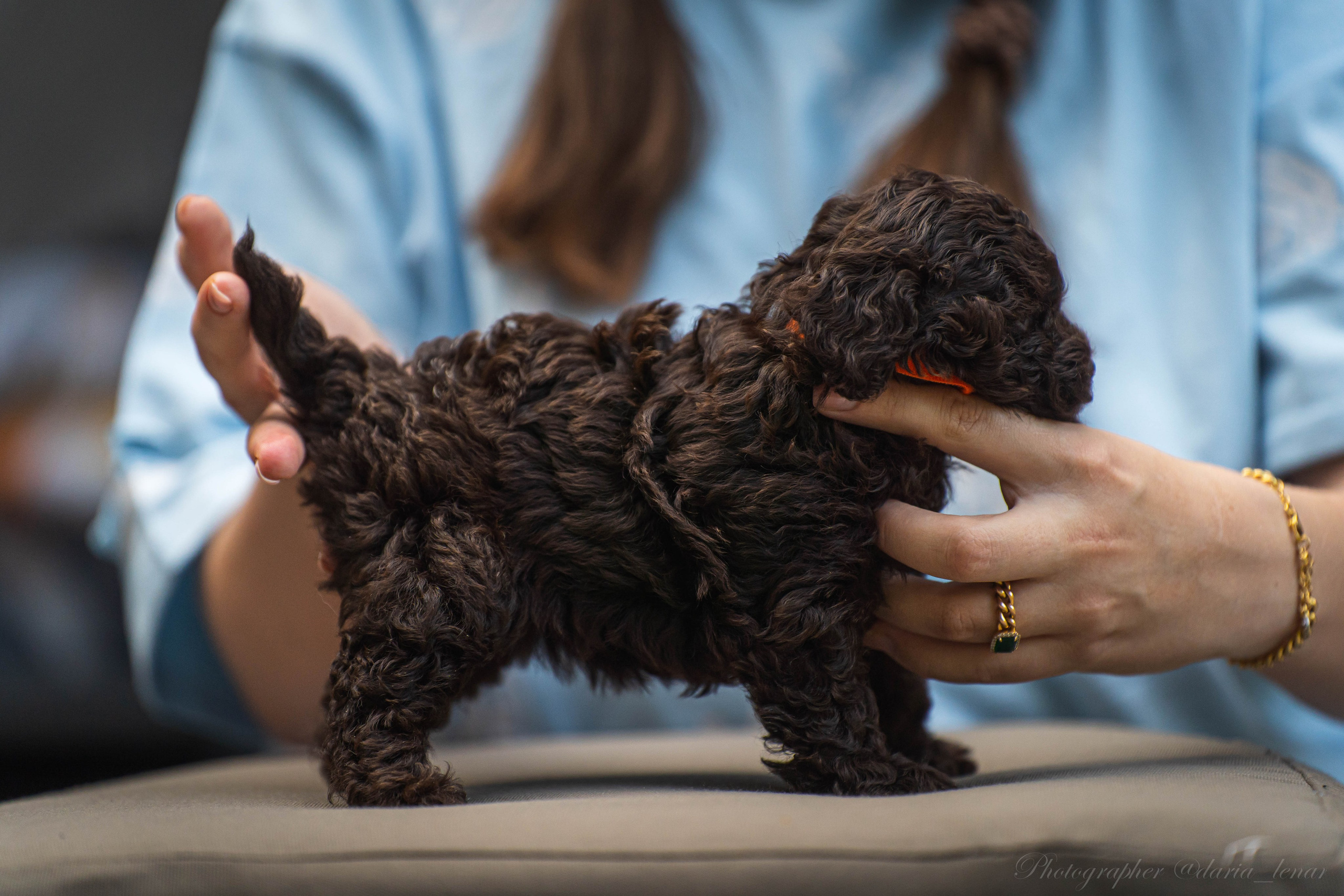 Питомник мини-пуделей. Фотограф в Москве Ленарская Дарья