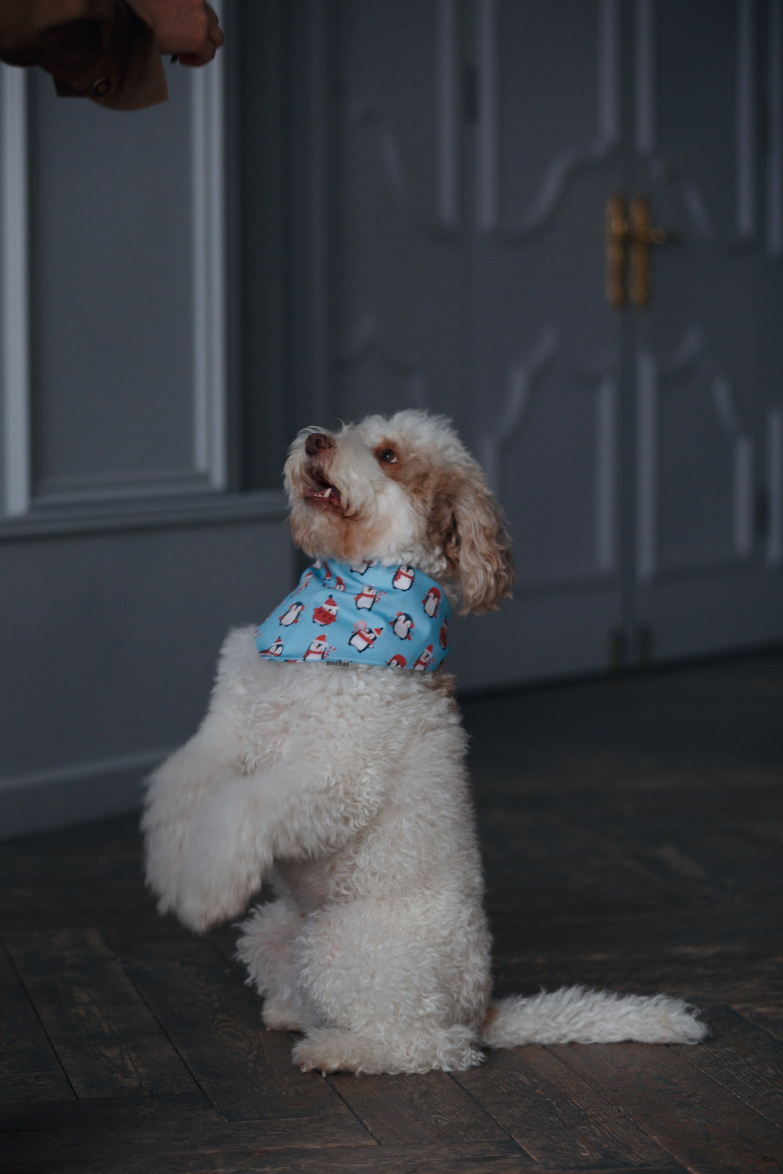 Bmbh лежанки и адресники. Фотограф анималист Кристина Карпова, Москва