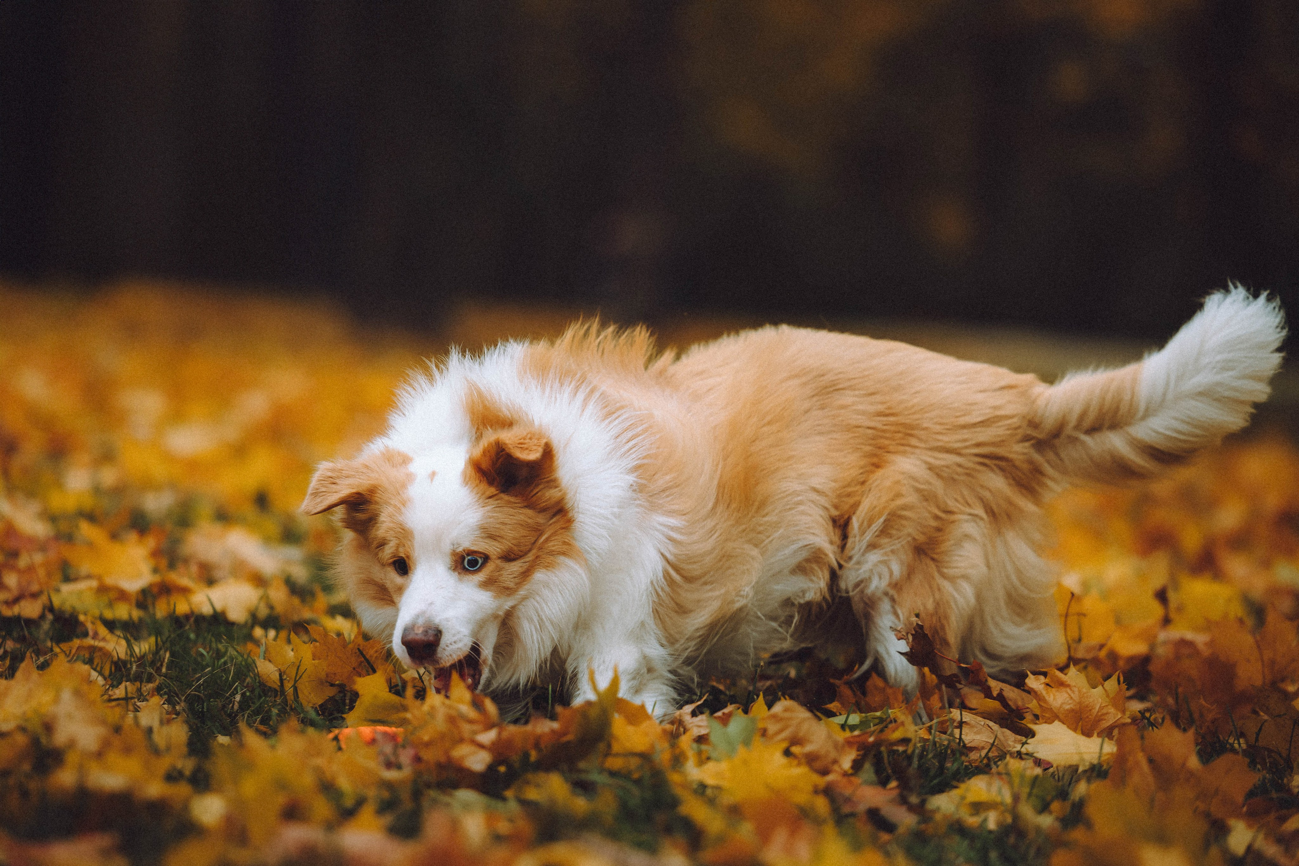 Алина, Витя и Асти