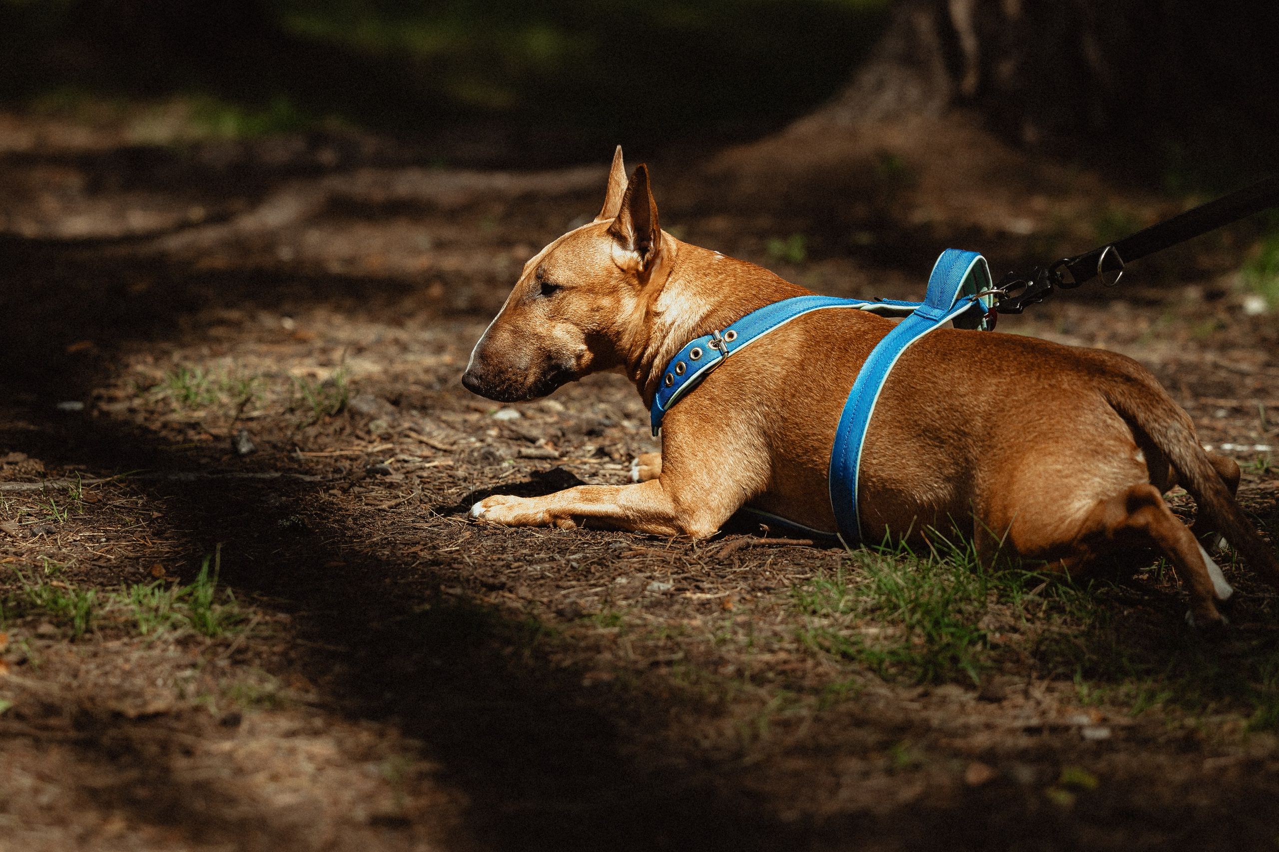 Выездной дог-тренинг от школы «Шерсть имею»