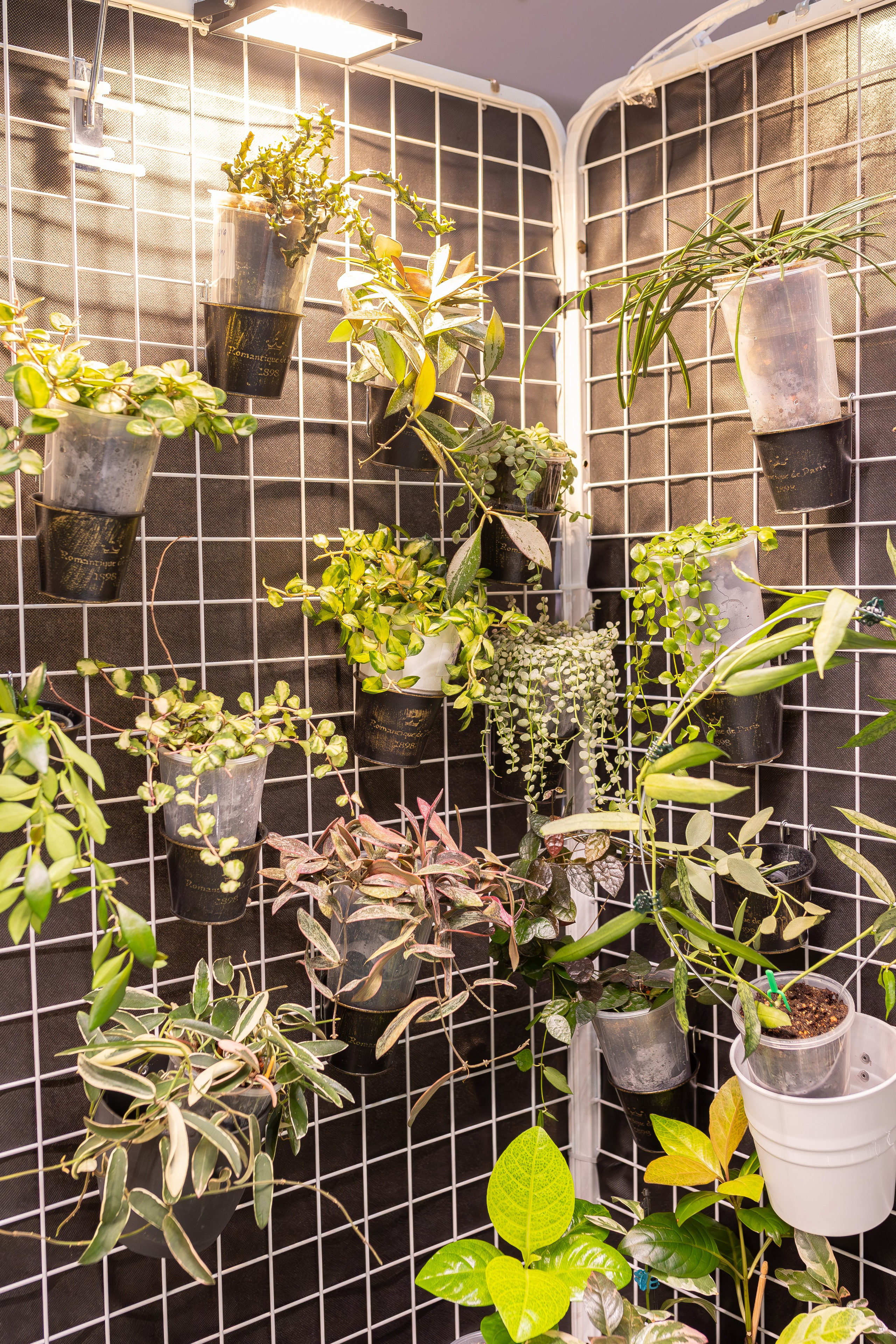 Монстериум апрель 2026. Александра Куликова фотограф, Москва