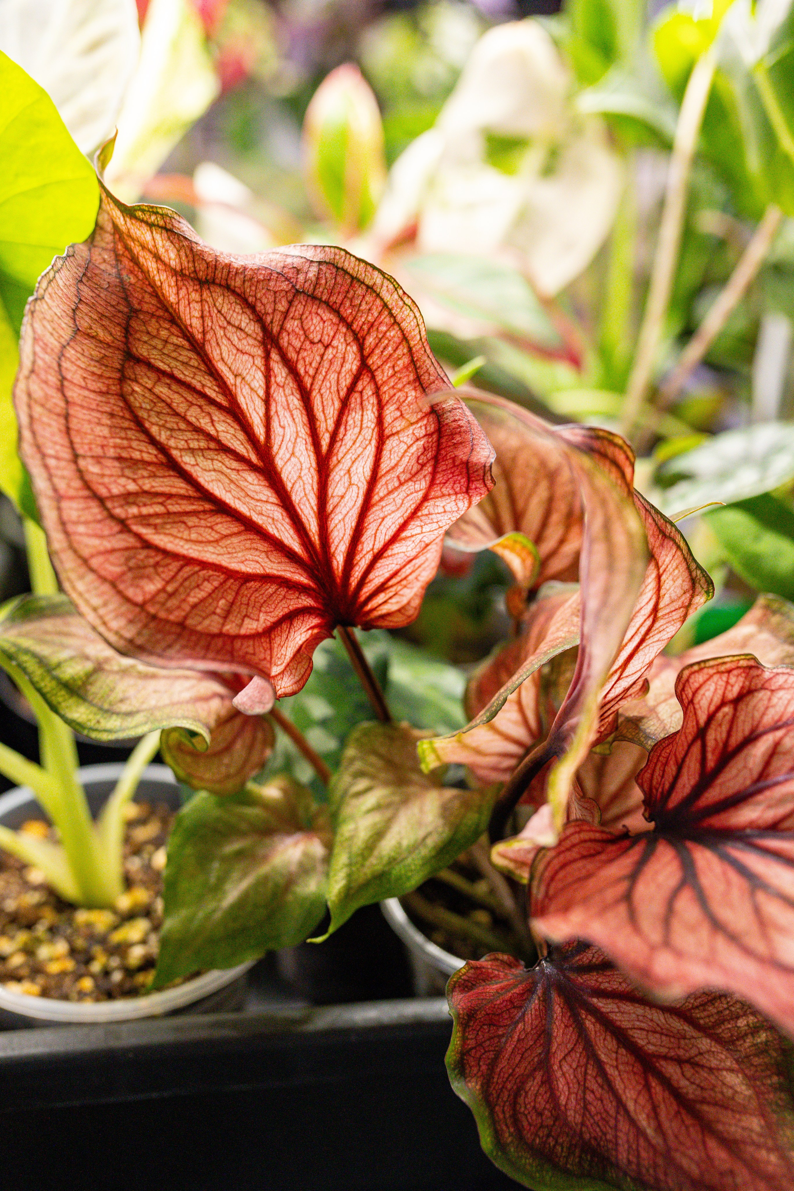 Growbox 5лет. Александра Куликова фотограф, Москва