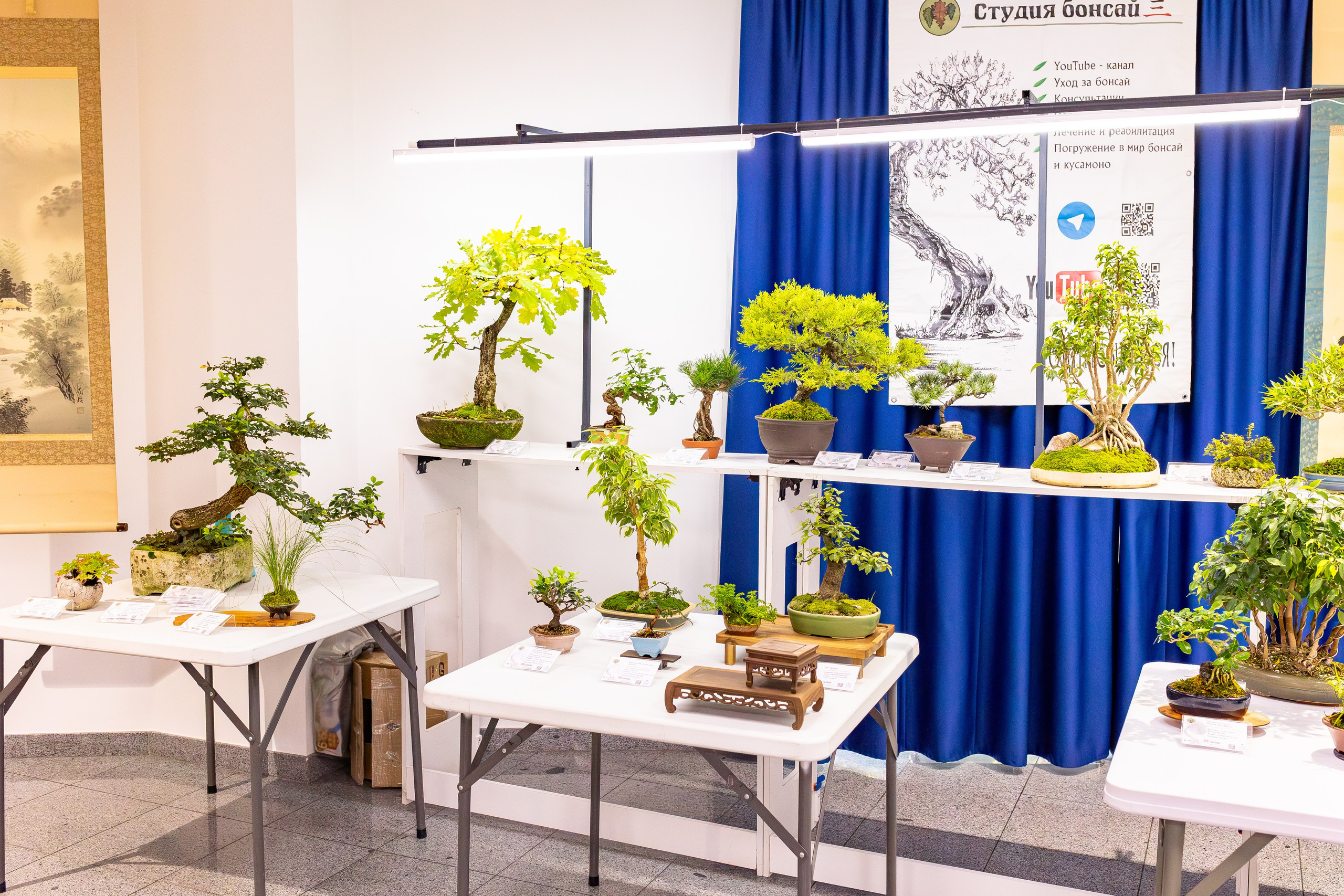 Орхидиум сентябрь 2025. Александра Куликова фотограф, Москва