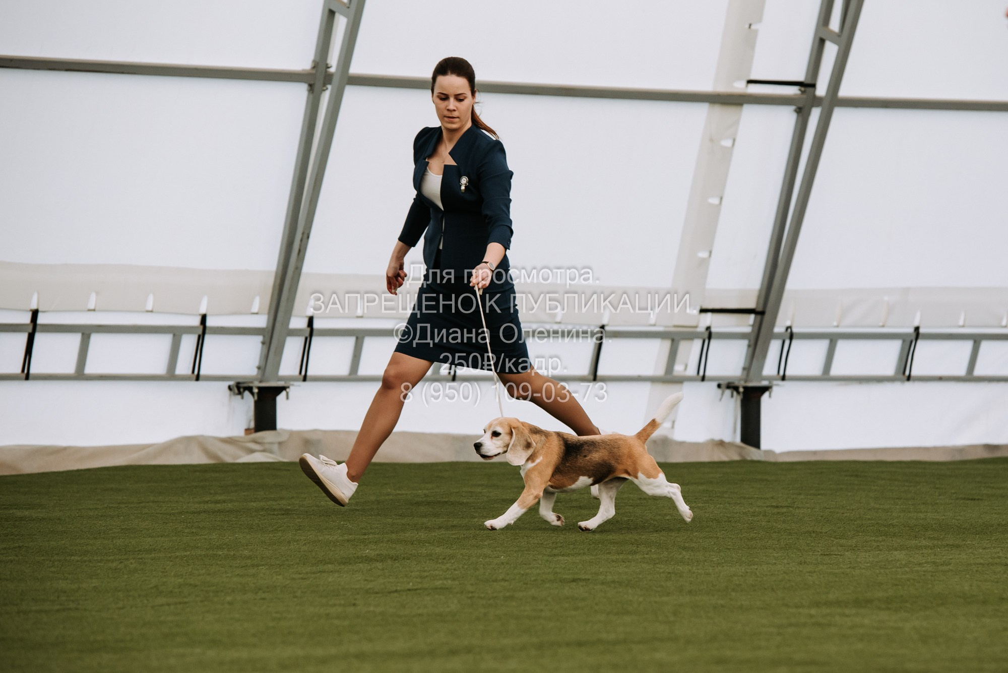 Выставка собак Красноярск 2.06. Фотограф Диана Оленина Красноярск / Братск