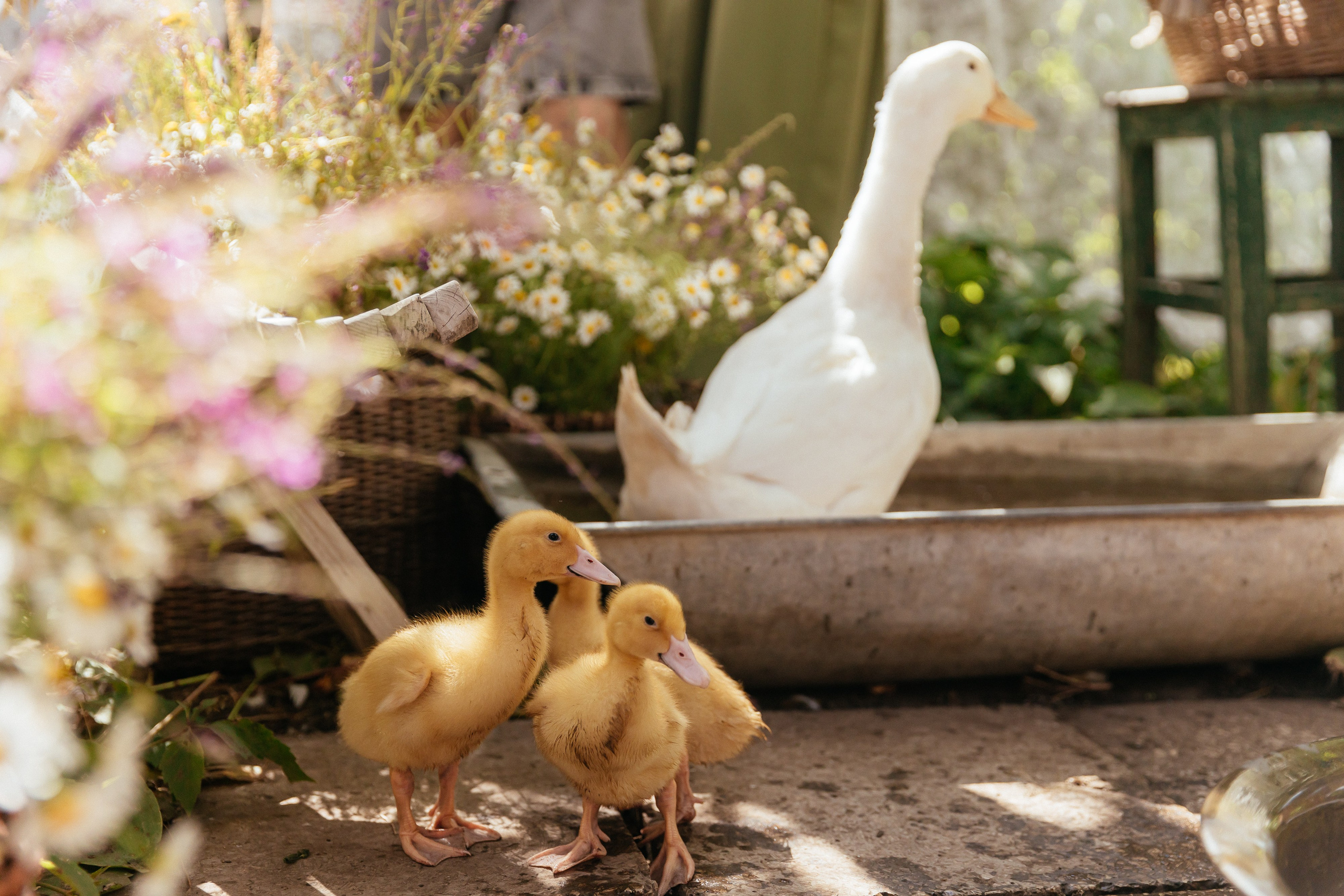 Диковинка Дача. Камилла — свадебный и женский фотограф в Саратове
