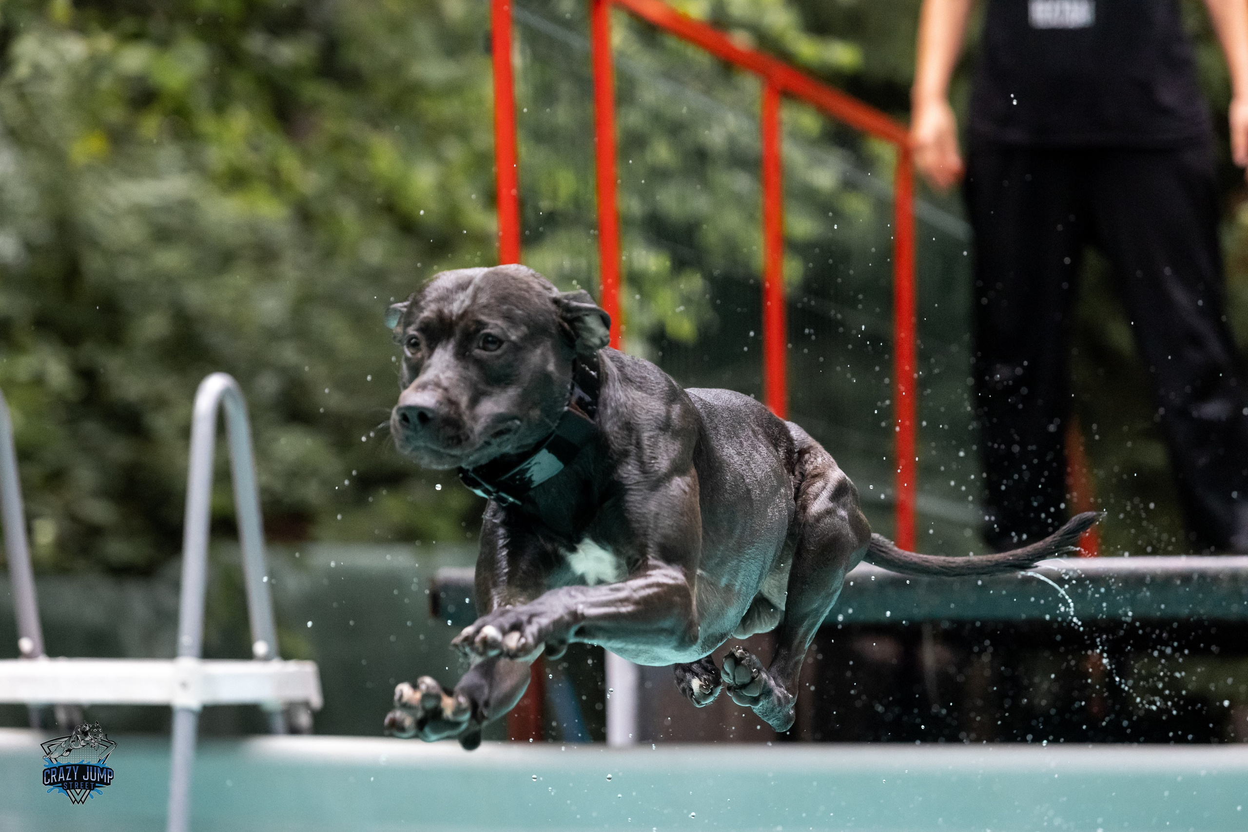 Собаки, спорт, Док дайвинг. Свадебный и репортажный фотограф в Москве и Московской области
