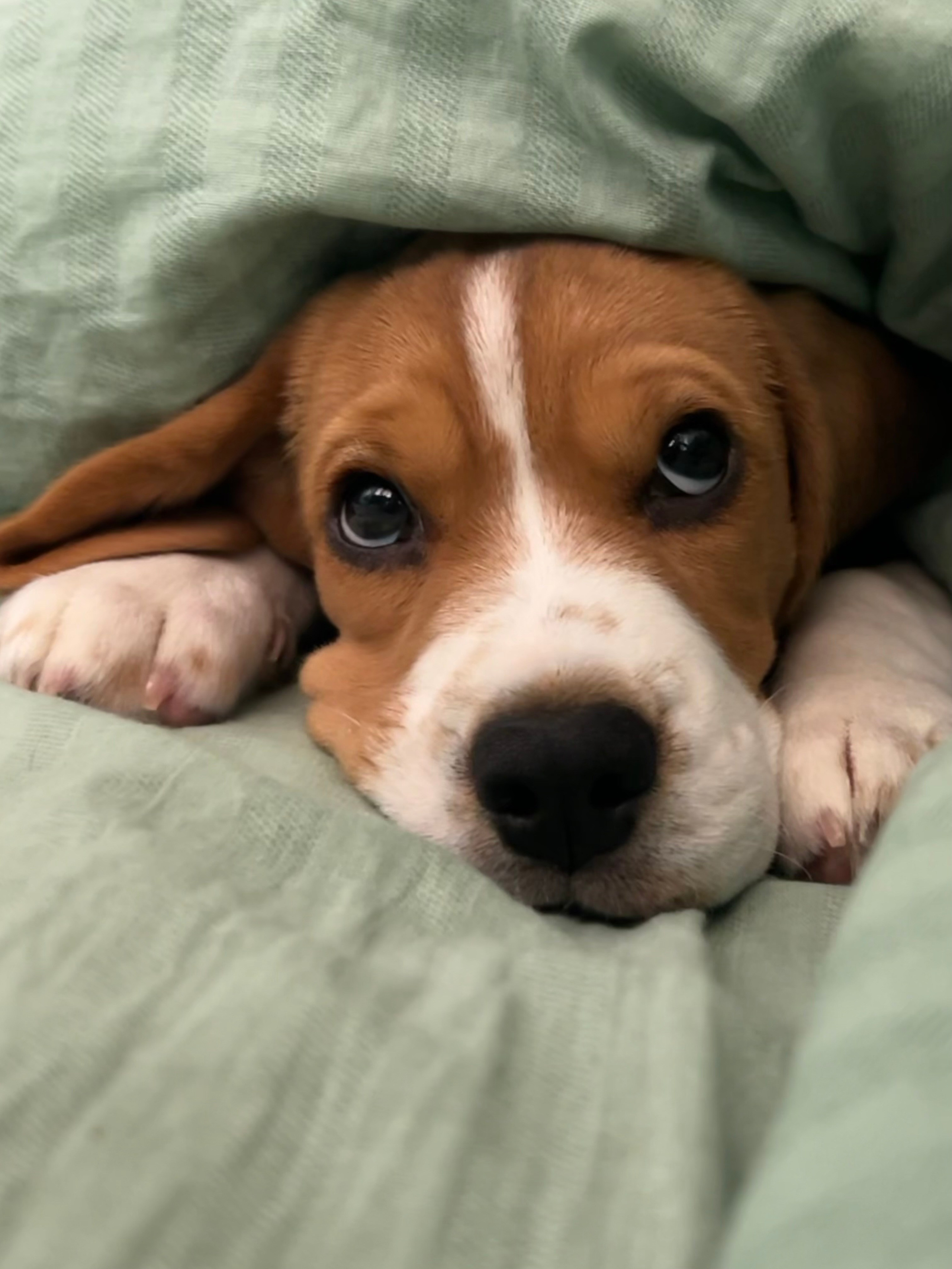 В мире животных. Фотокружок «Видоискатель» ГБОУ СОШ № 291