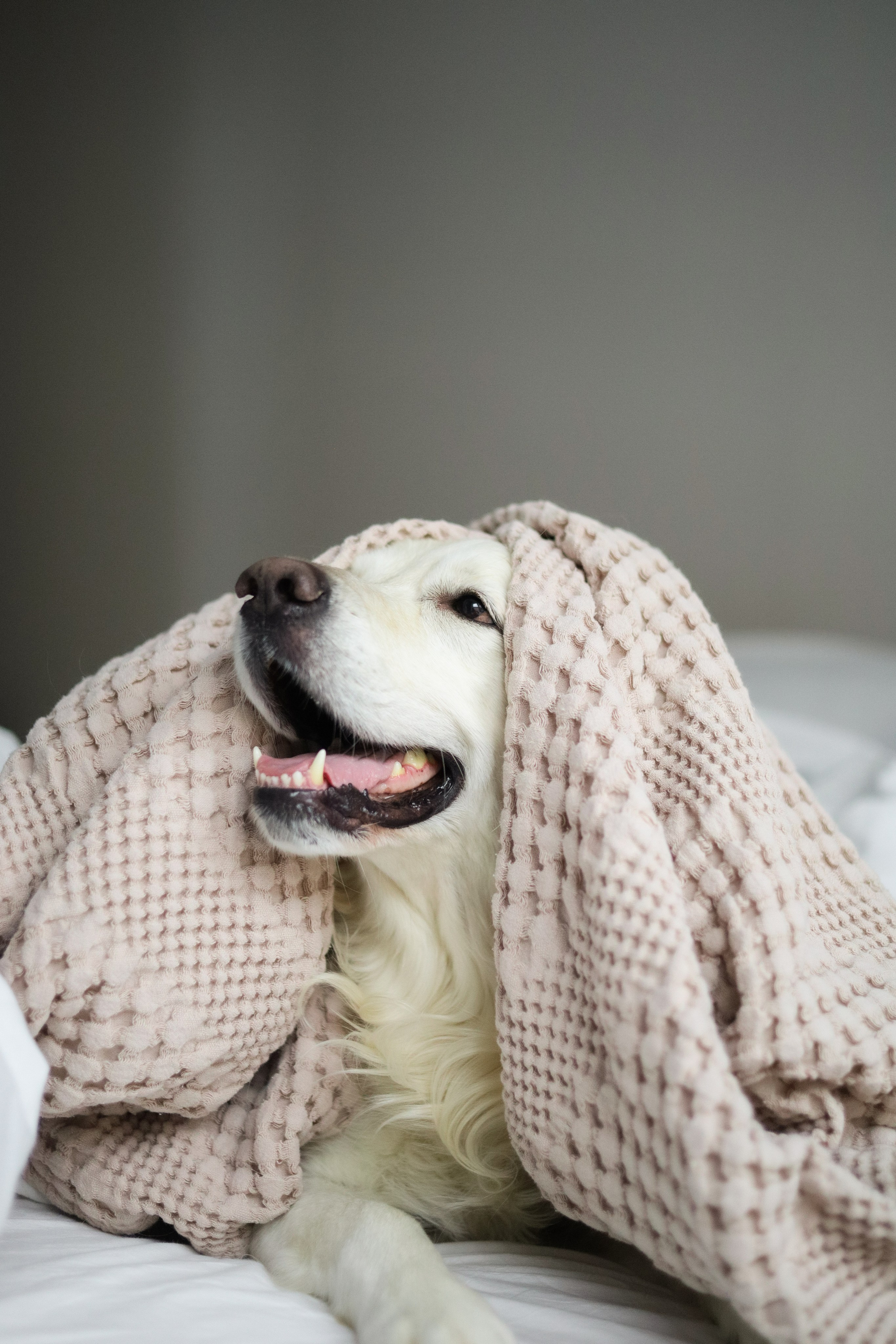 Зиз и Юля. Новогодняя. Фотограф-анималист Ксения Шевцова|Москва