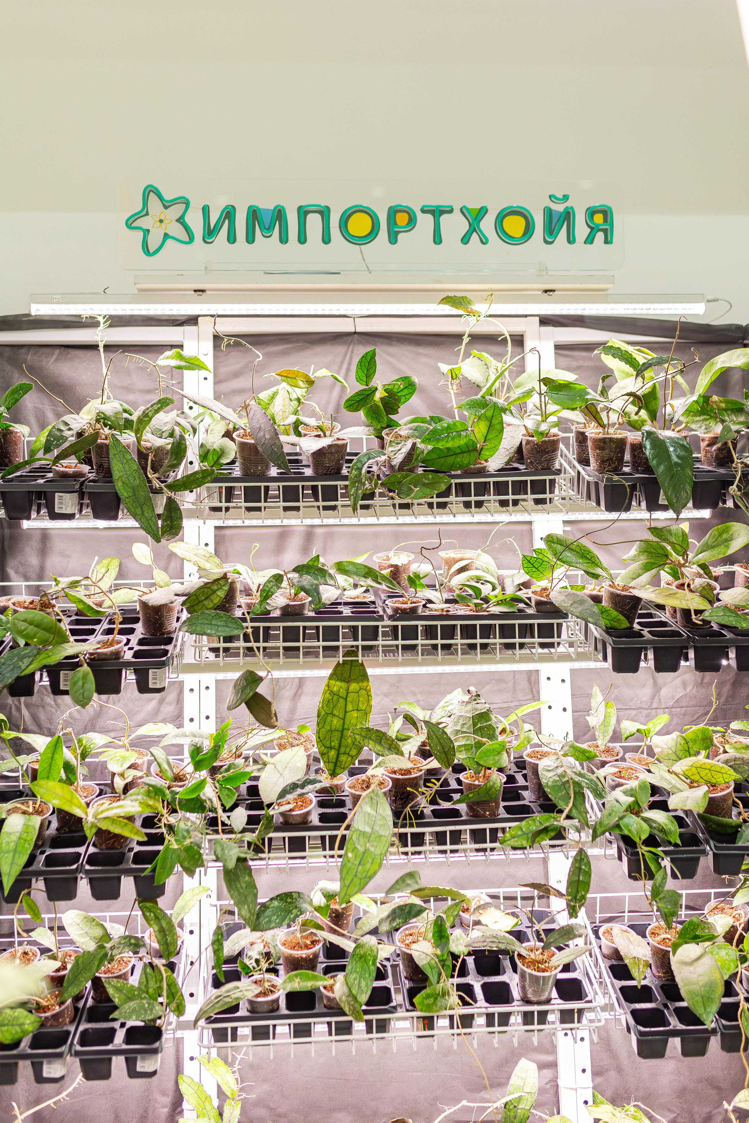 Монстериум апрель 2026. Александра Куликова фотограф, Москва