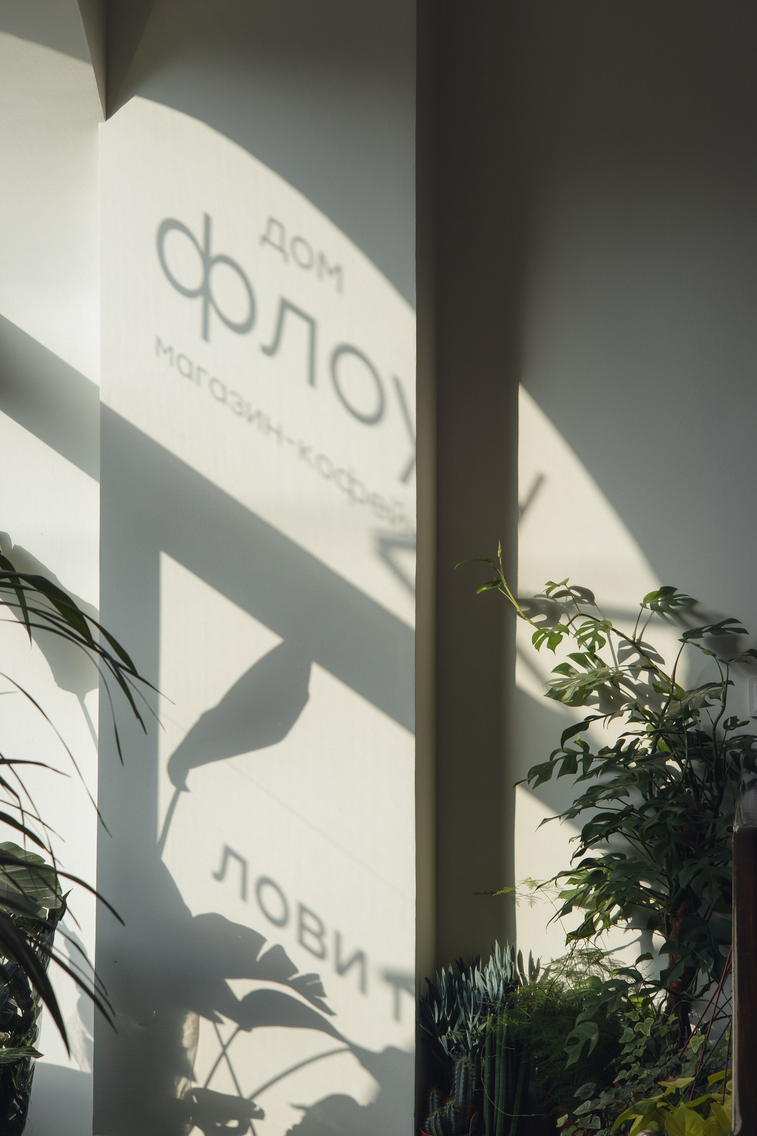 Дом Флоу (кофейня). Фотограф в Санкт-Петербурге Осокина Елизавета